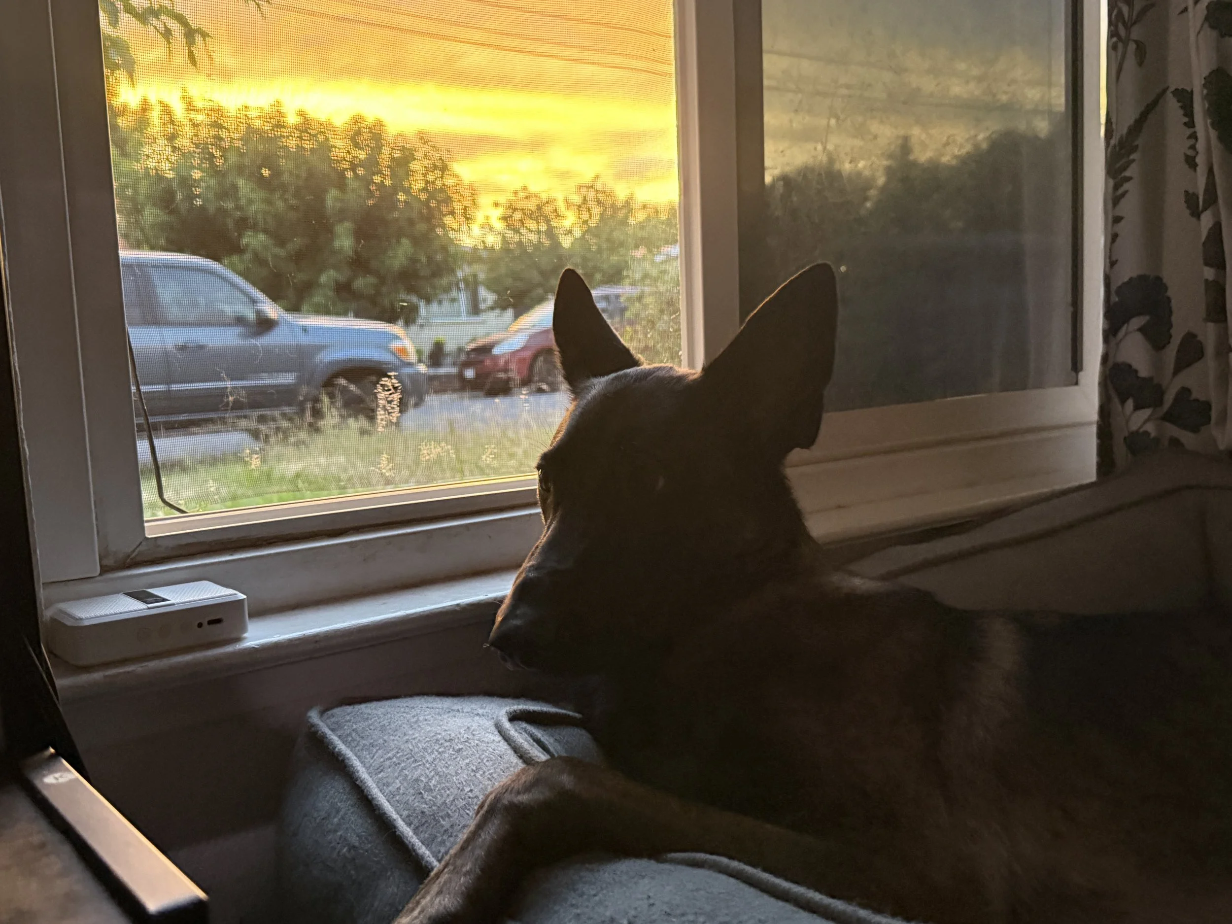 A cat sitting on a gray blanket on a windowsill, looking outside at cars parked on the street during a sunset.
