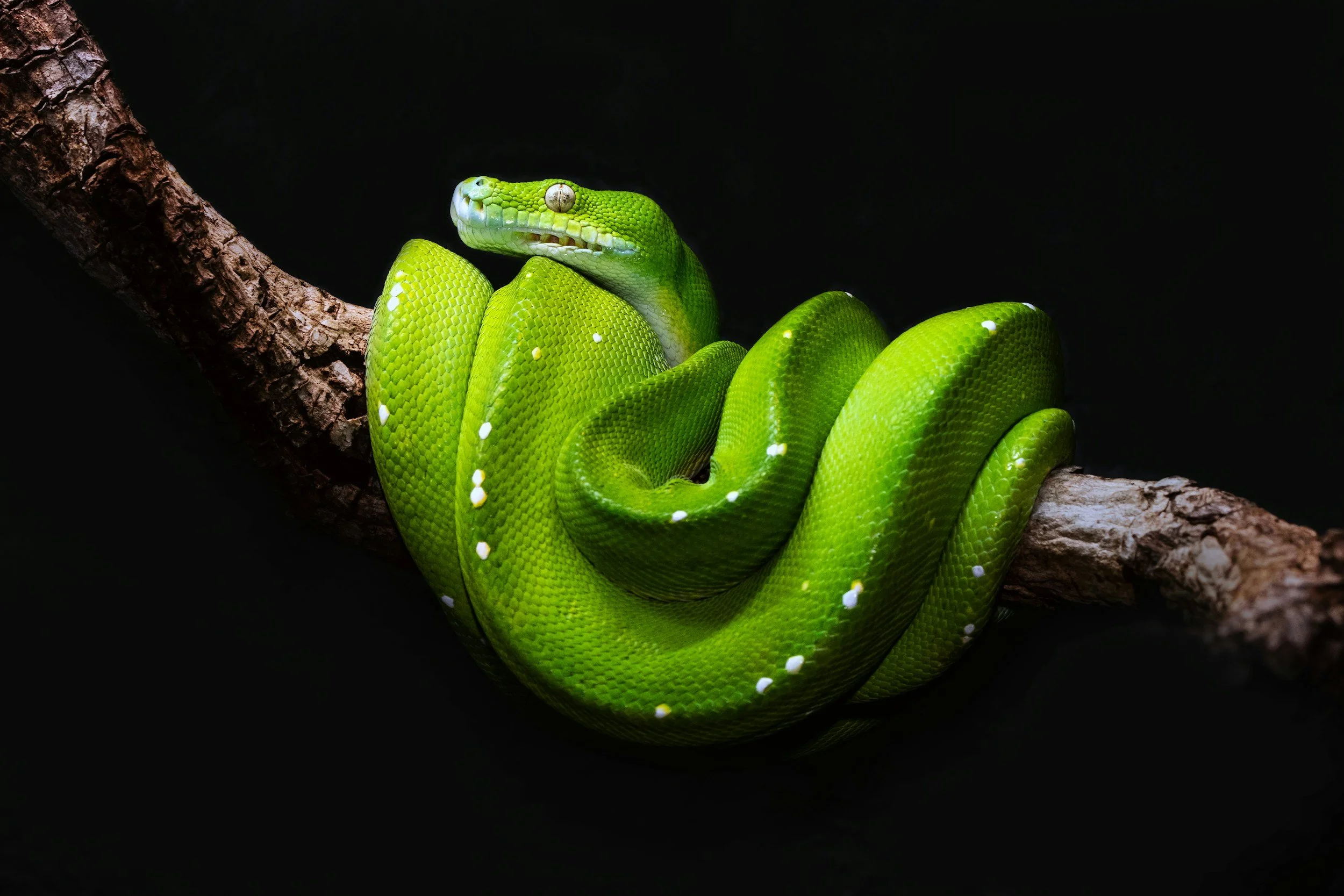 A bright green snake with white spots coiled around a rough brown tree branch, with the snake's head raised and looking to the side, against a black background.