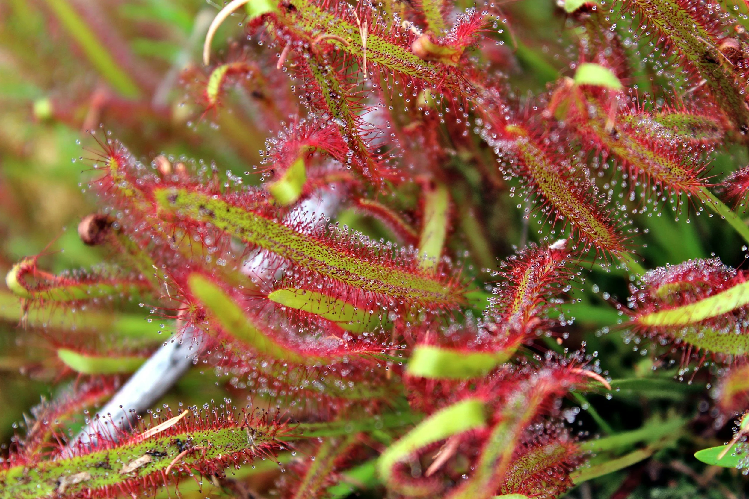 Close-up of sundew plants with red and green leaves covered in tiny, glistening dew-like droplets.