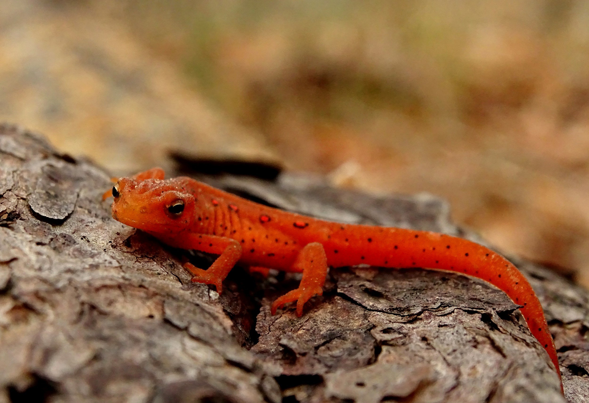 A small orange salamander with black spots resting on a textured tree bark surface.
