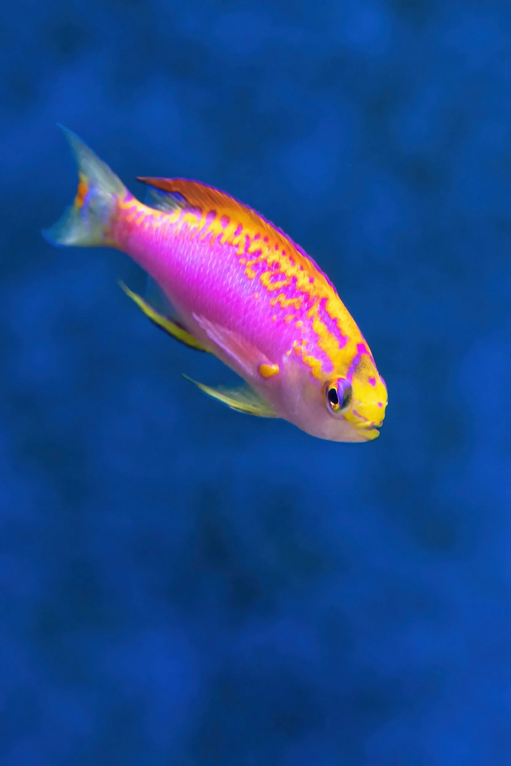 Colorful tropical fish with pink, yellow, and orange markings swimming in blue water.