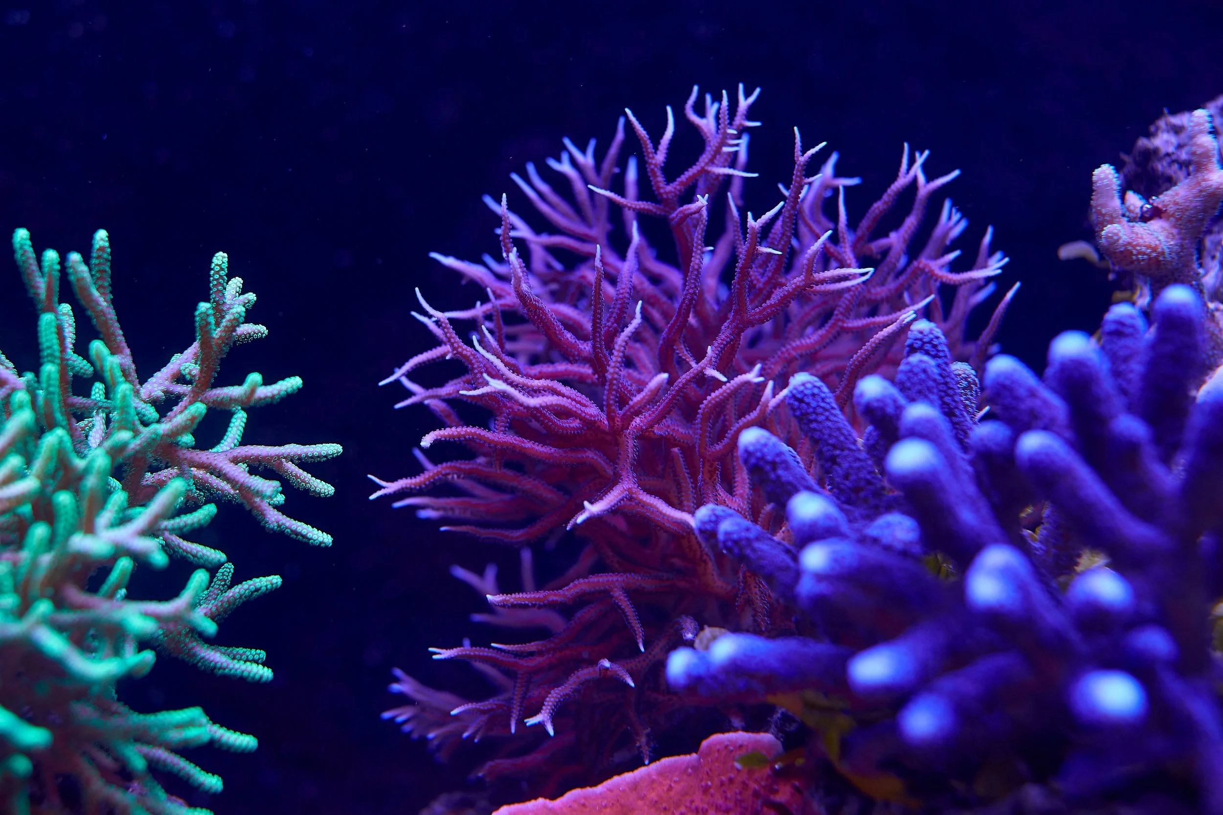 Close-up of colorful coral in an underwater scene, with various purple, green, and pink coral formations.