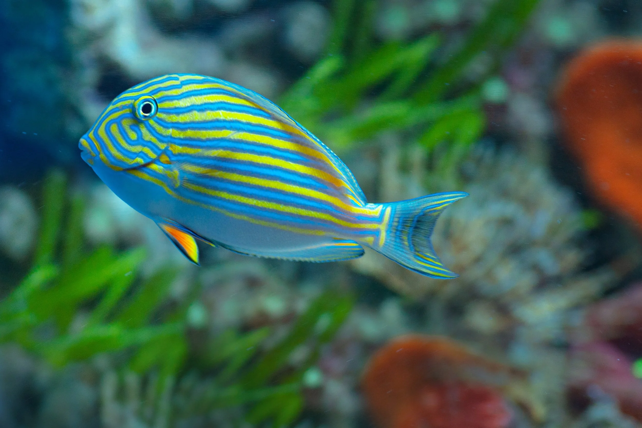 Colorful striped fish swimming underwater among green plants and rocks.