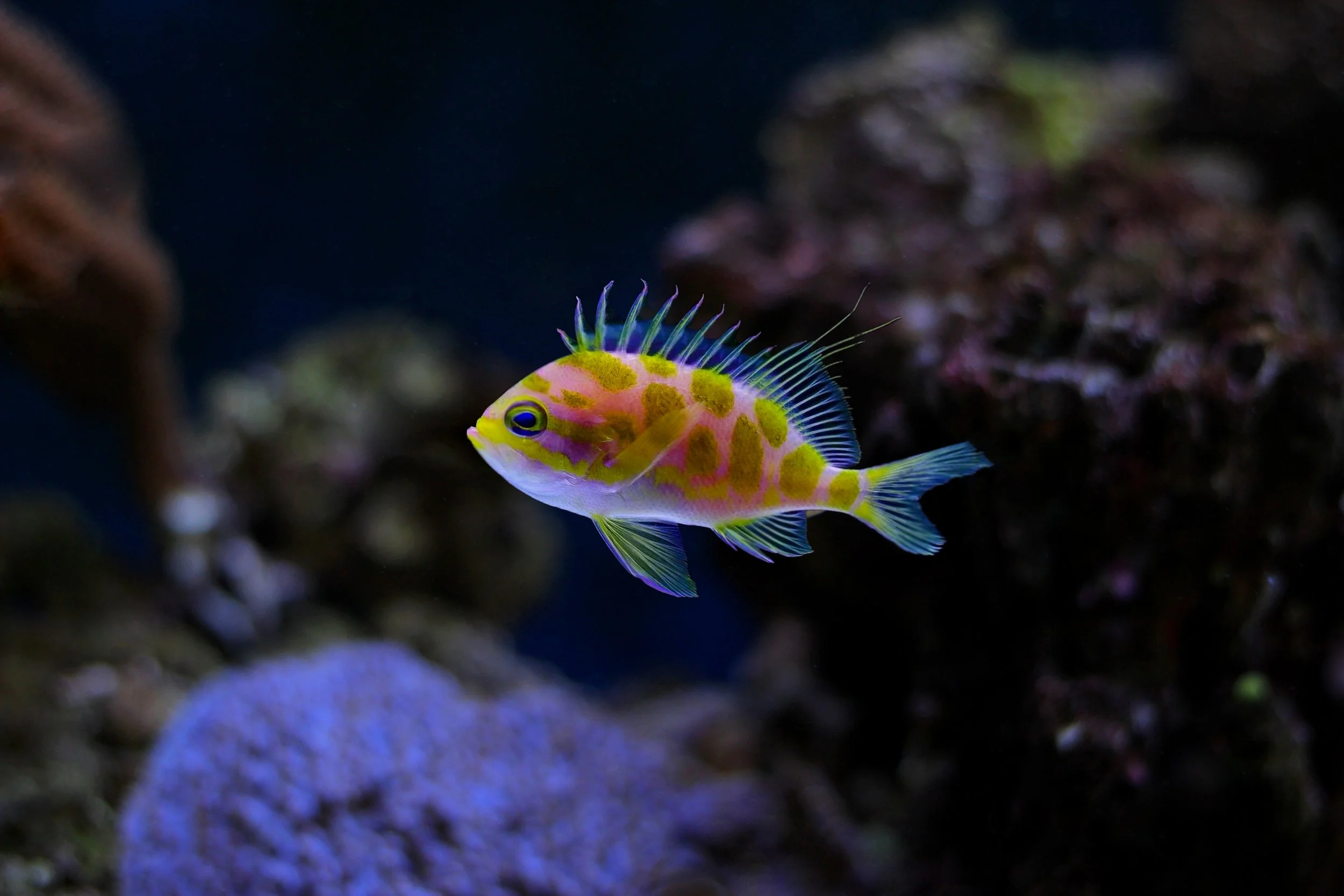 Colorful fish with yellow, purple, and green markings swimming near rocks in the ocean.