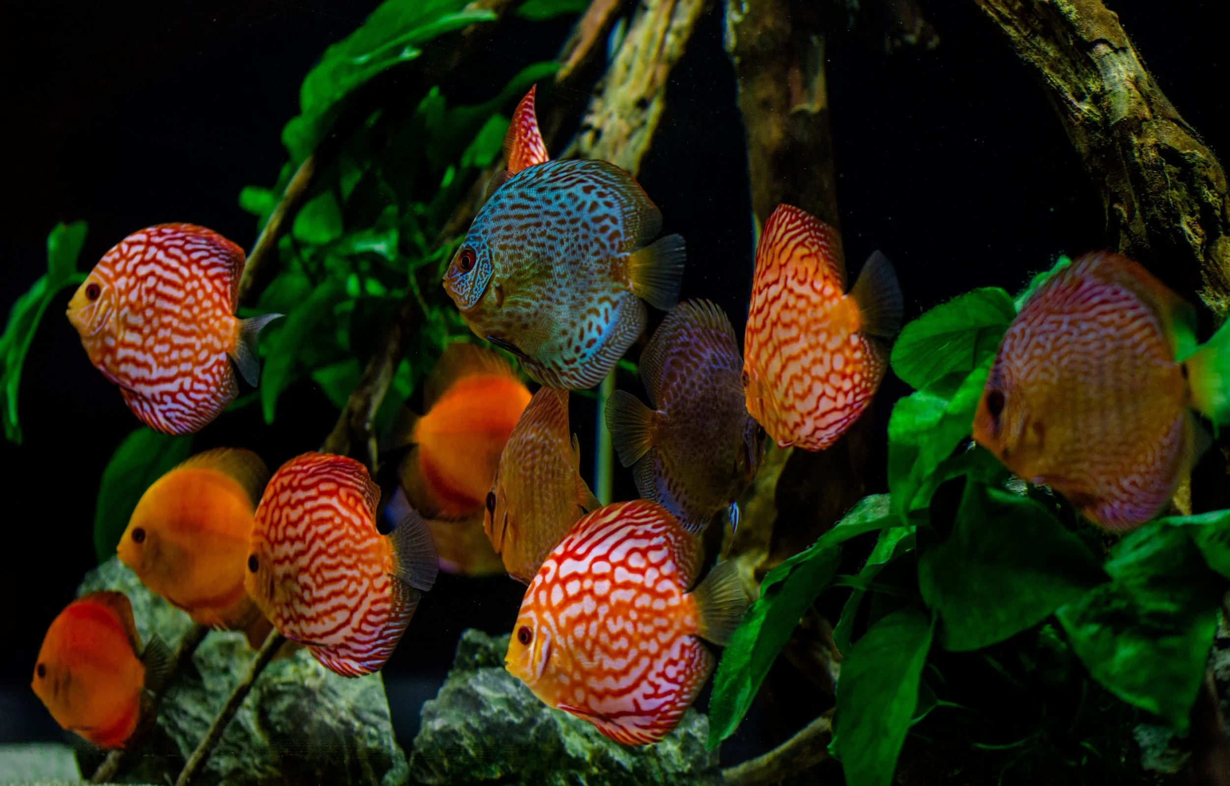 Colorful fish swimming among green plants and rocks in an aquarium setting.