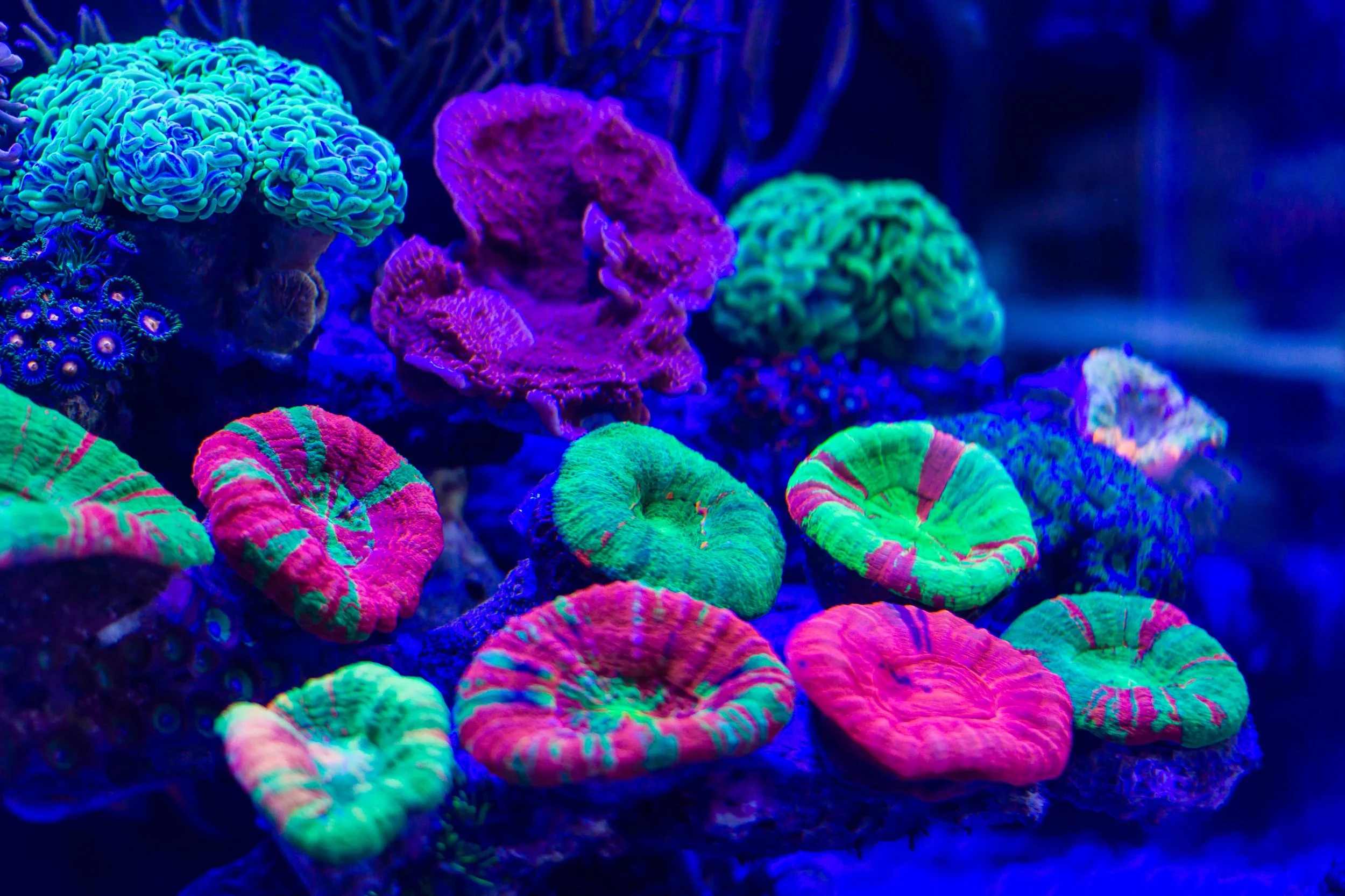 Colorful corals under blue light in an aquarium.