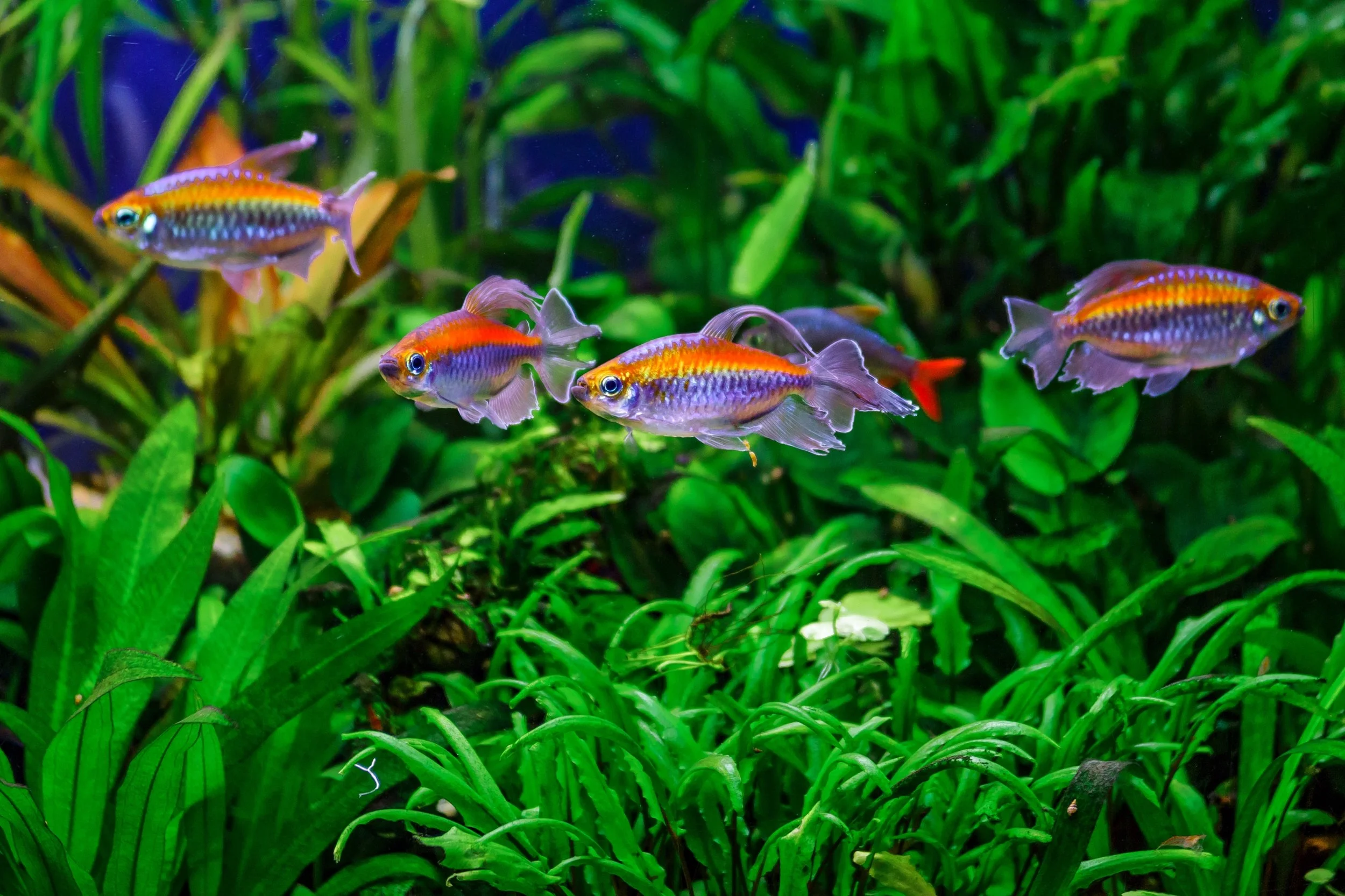 Colorful small fish swimming among green aquatic plants in an aquarium.