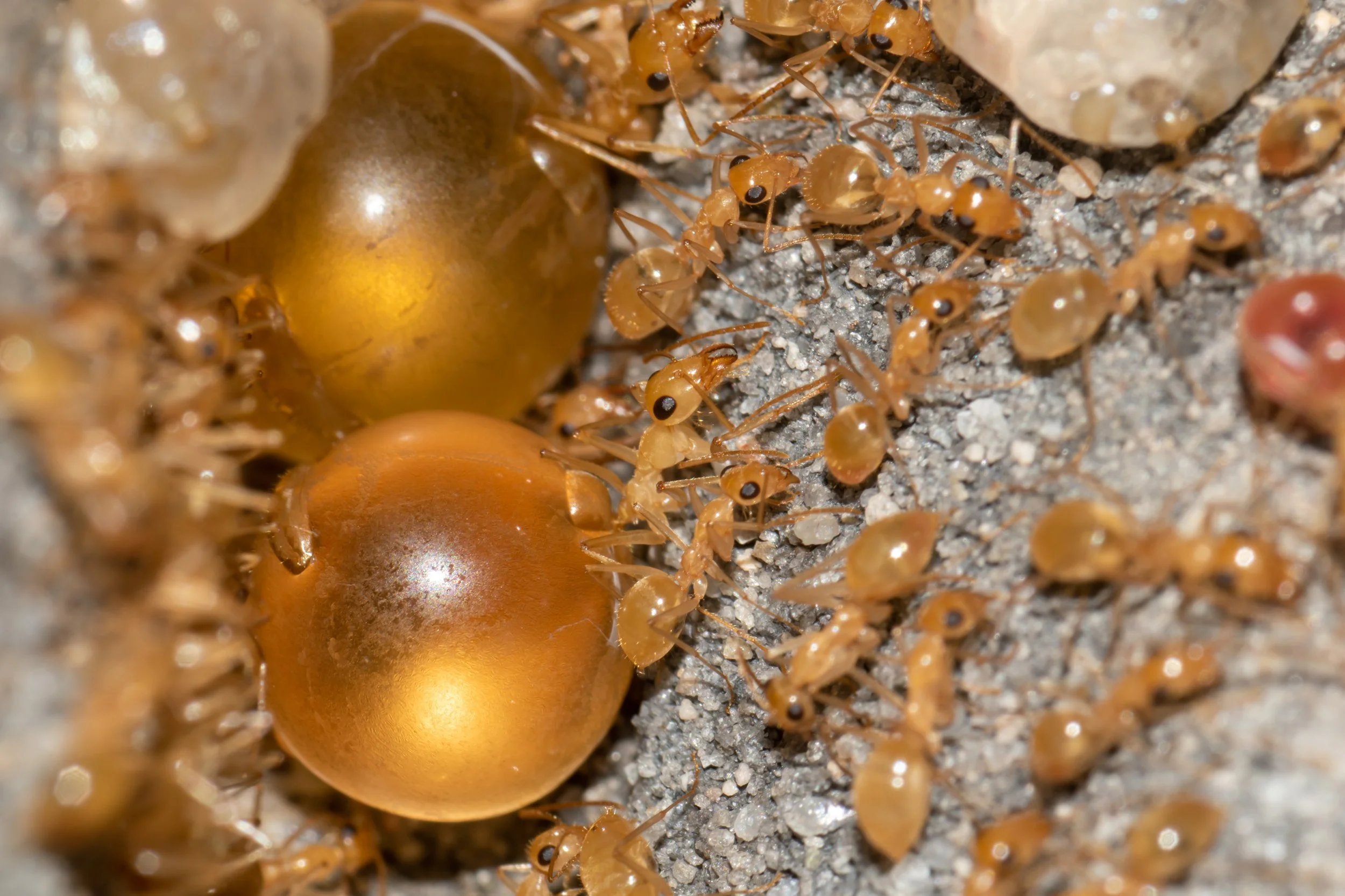 Close-up of small brown ants around and on two translucent, rounded objects on a sandy surface.