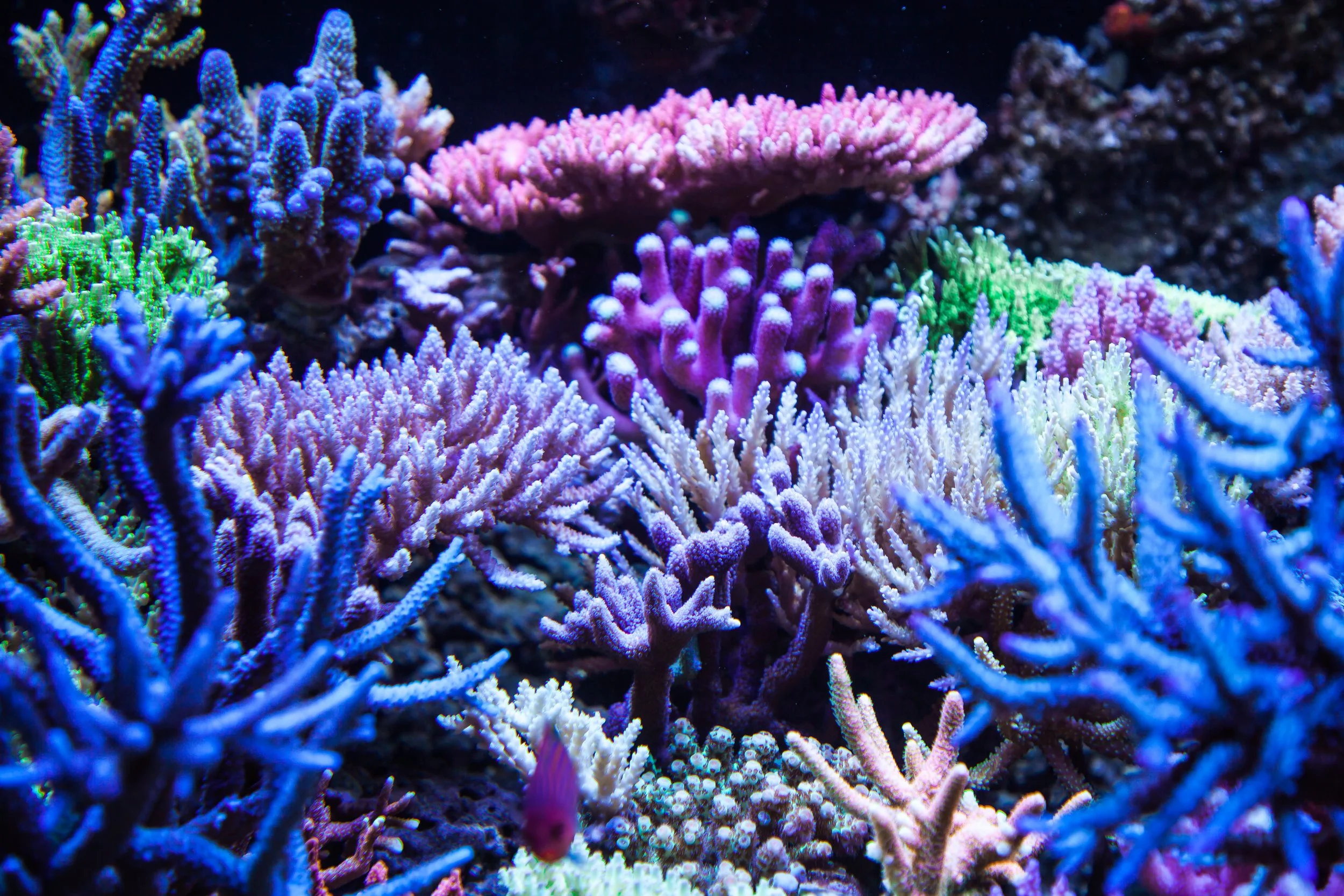 Colorful coral reef with various types of coral in pink, purple, blue, green, and white, with a small pink fish in the bottom left corner.