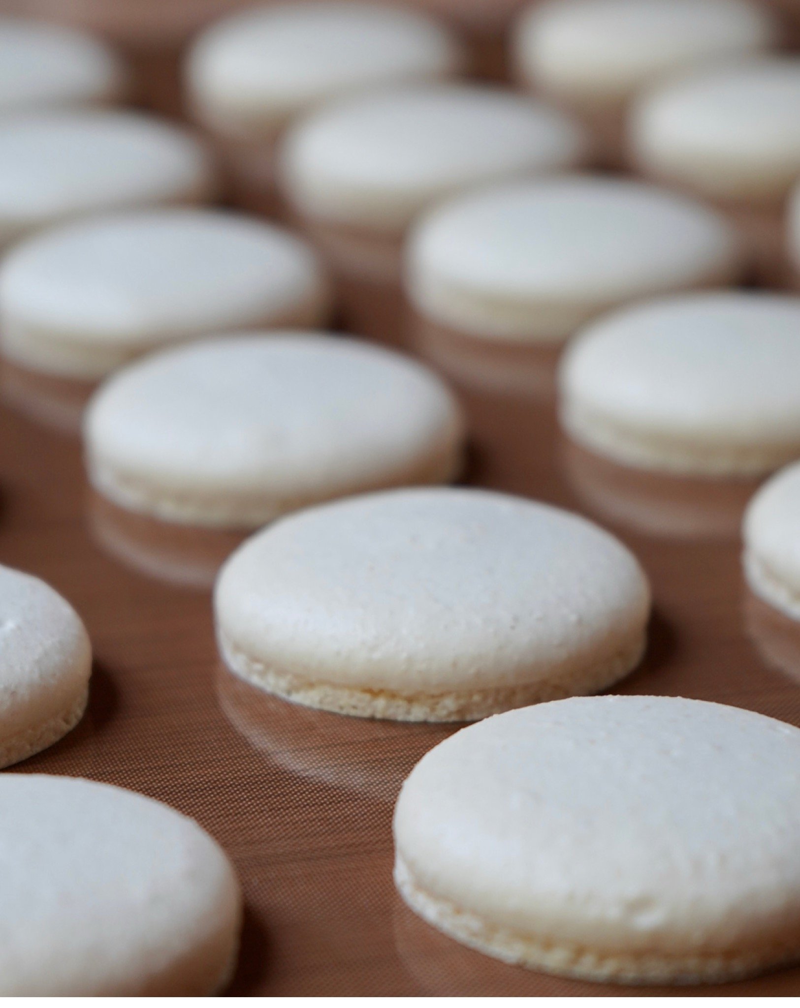 Macaron Shells 2025 Edition 16.jpeg