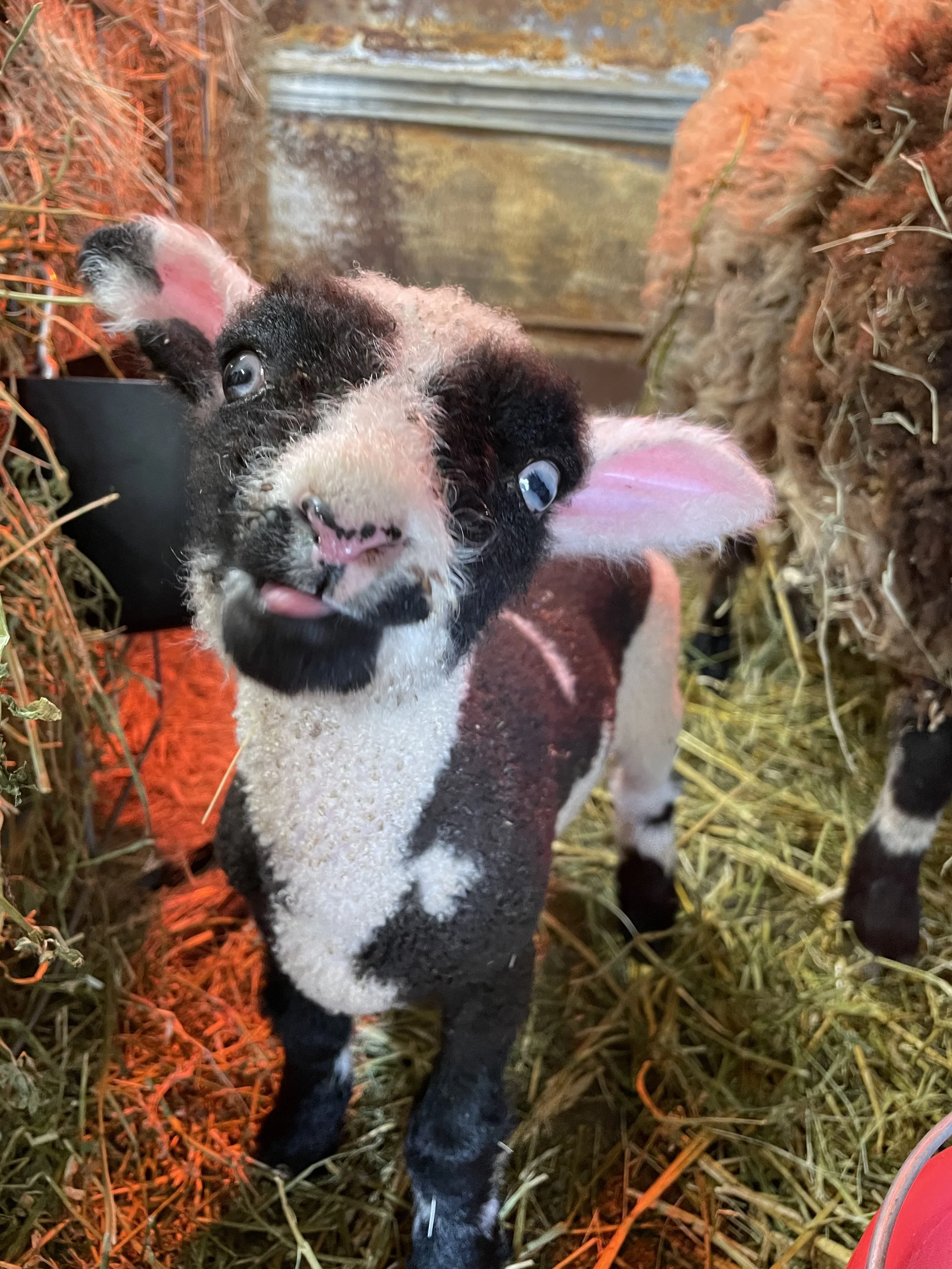 Realistic drawing of a sheep with a collar inside a barn.