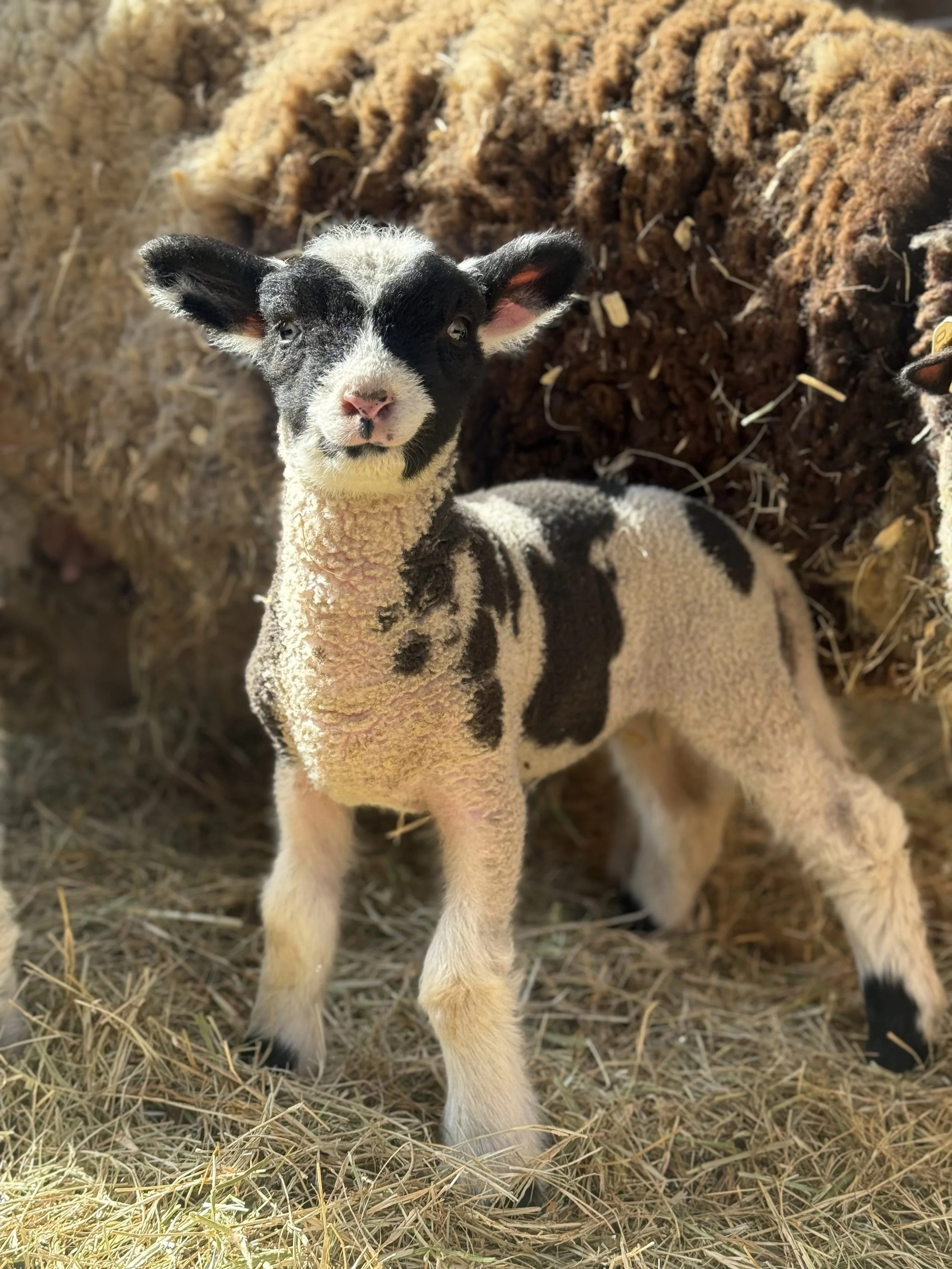 Realistic drawing of a sheep with a collar inside a barn.