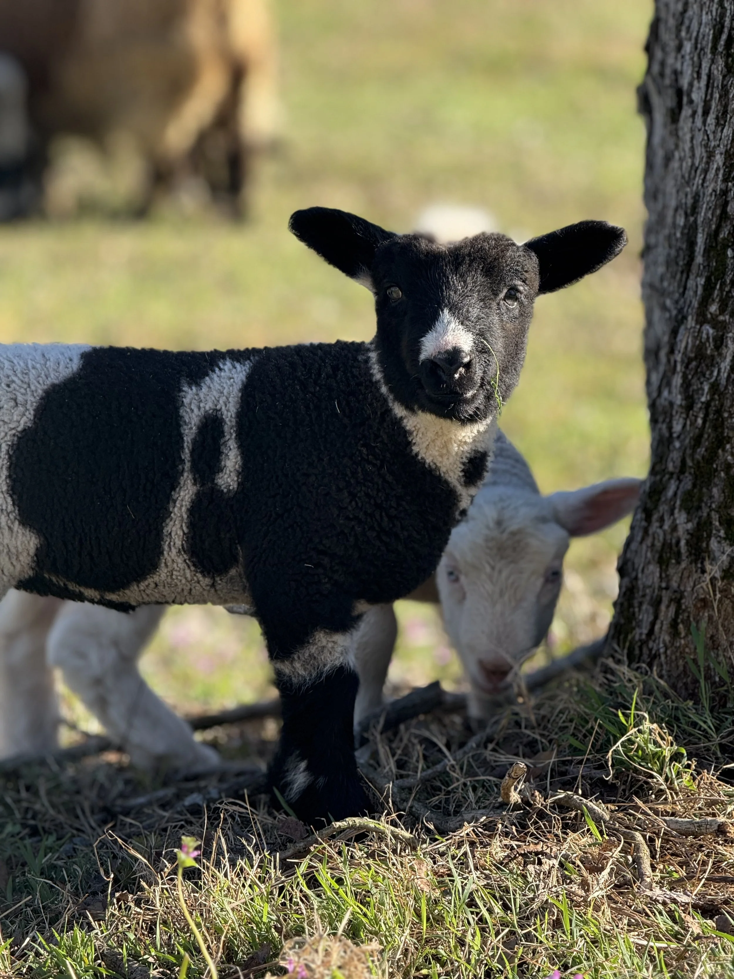 Black-faced sheep with curly brown wool eating grass in a green field.