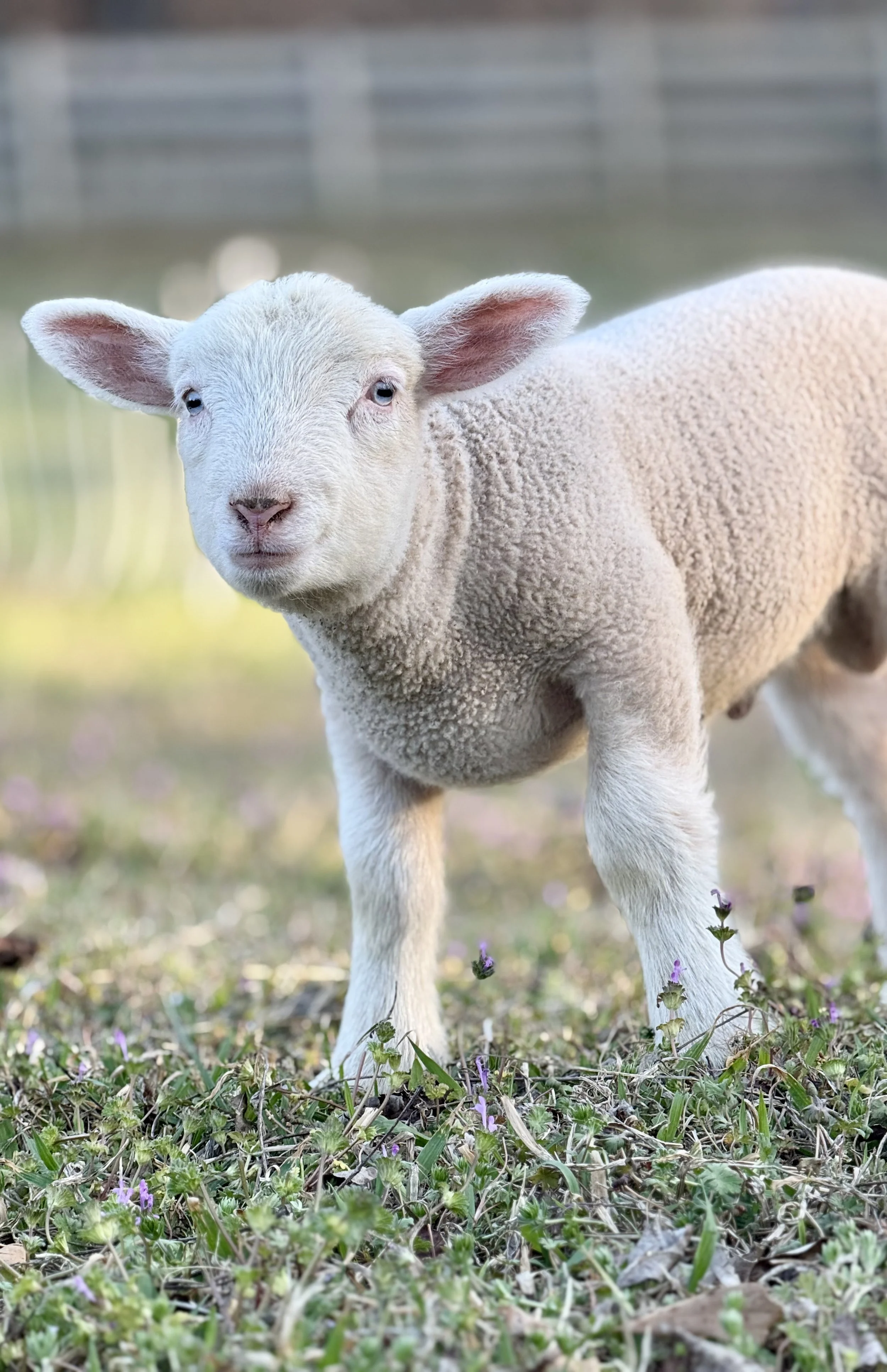 Portrait of a sheep with a dark face and white markings, wearing an ear tag number 0120, sitting on a ground of hay.