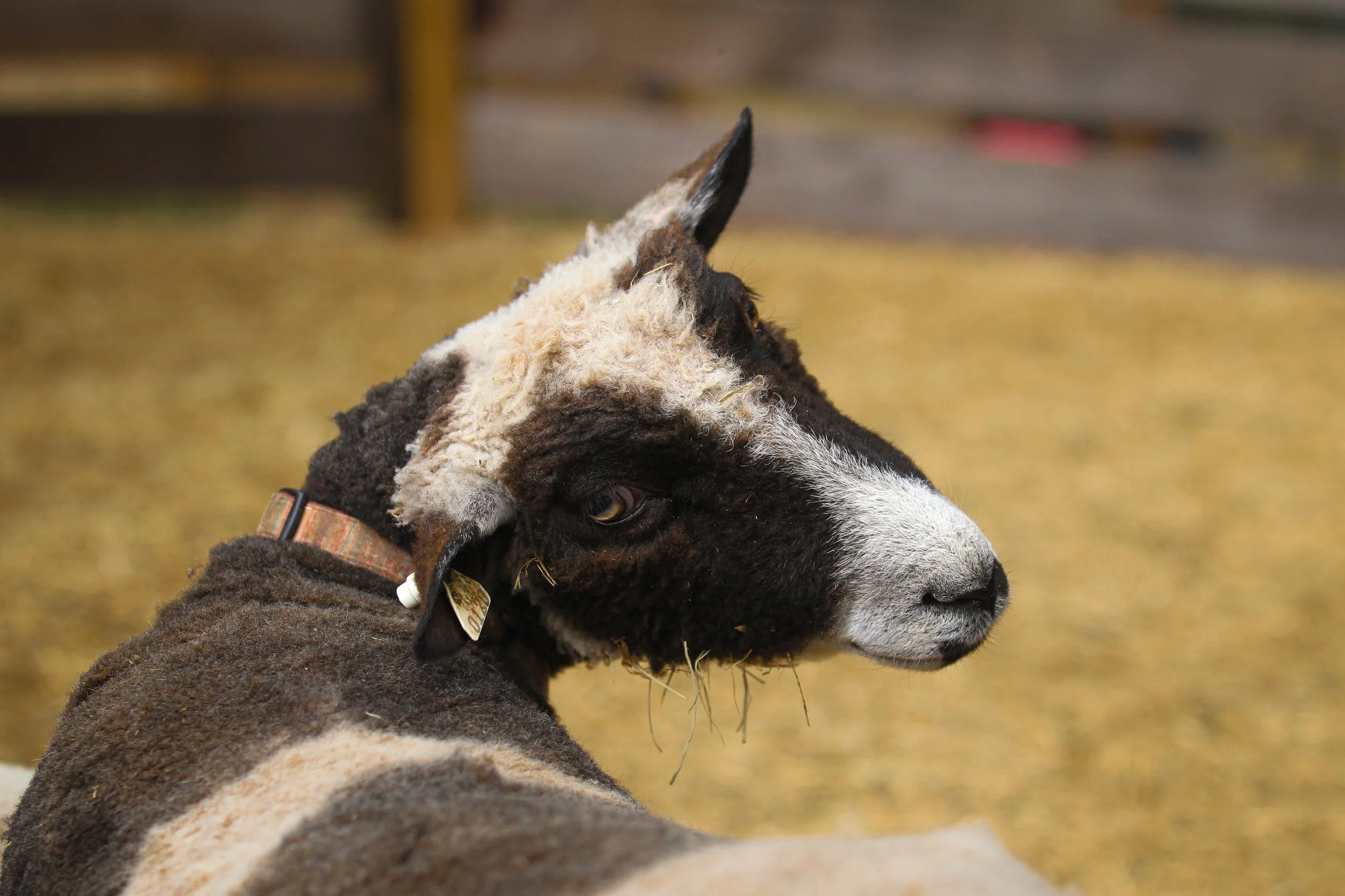 Portrait of a sheep with a dark face and white markings, wearing an ear tag number 0120, sitting on a ground of hay.