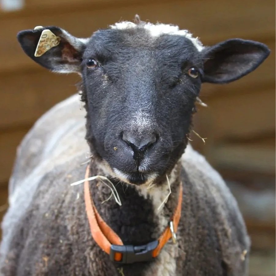 Black-faced sheep with curly brown wool eating grass in a green field.