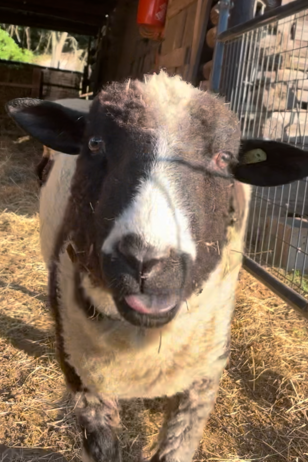 Drawing of a smiling sheep in a barn with hay on the ground and a metal gate.