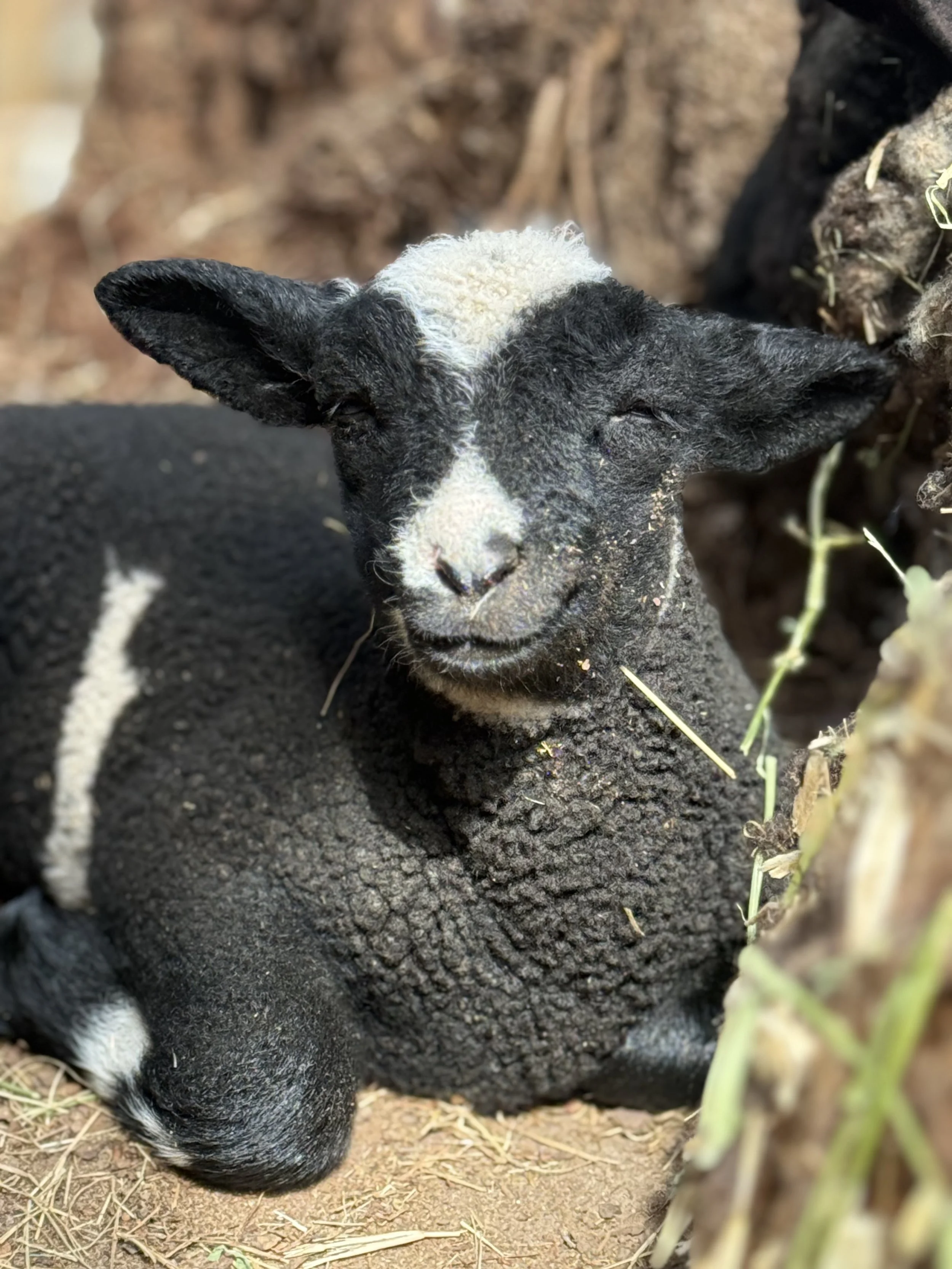 Portrait of a sheep with a dark face and white markings, wearing an ear tag number 0120, sitting on a ground of hay.