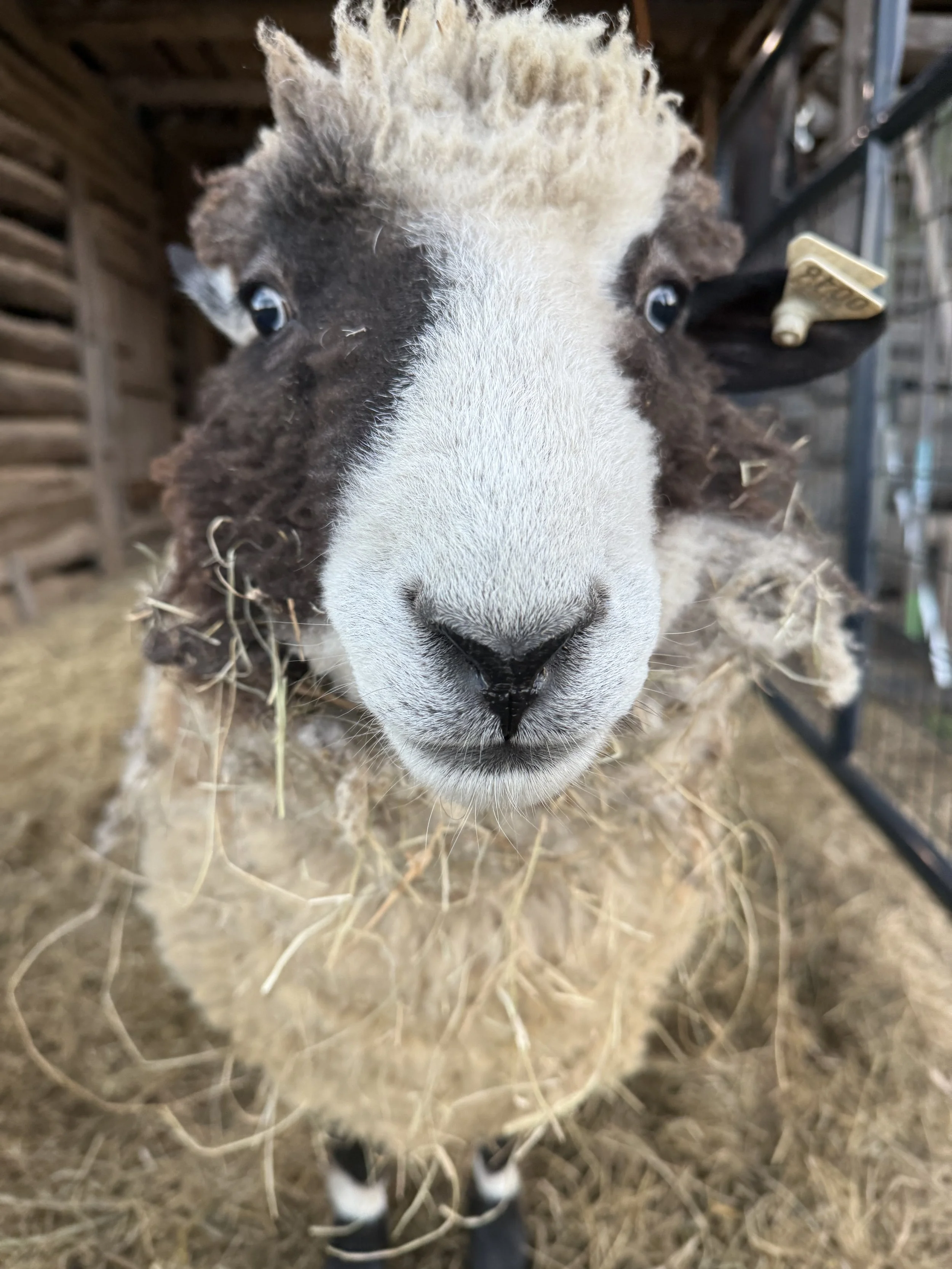 Close-up illustration of a sheep with hay in its mouth.