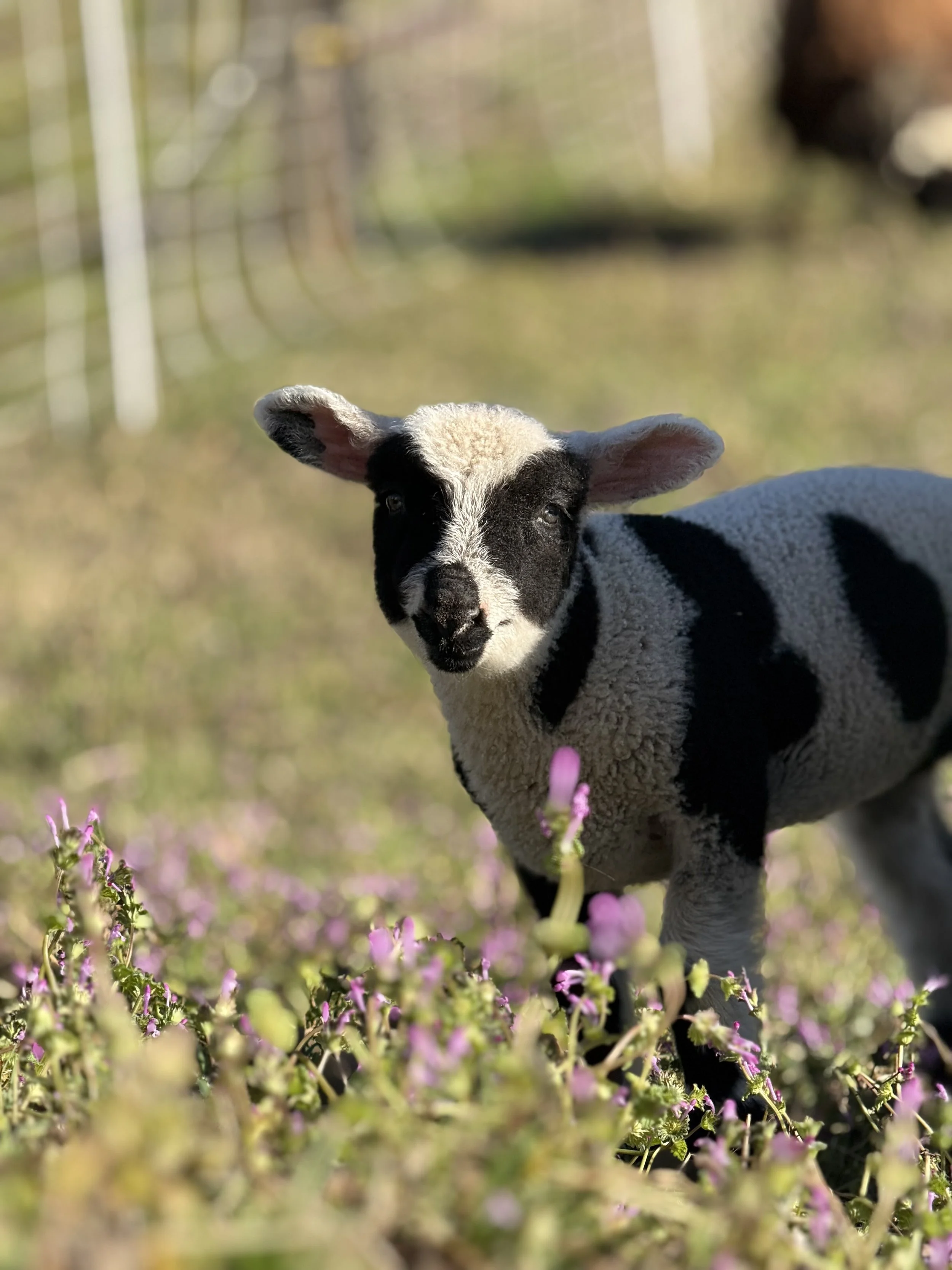 Realistic drawing of a sheep with a collar inside a barn.