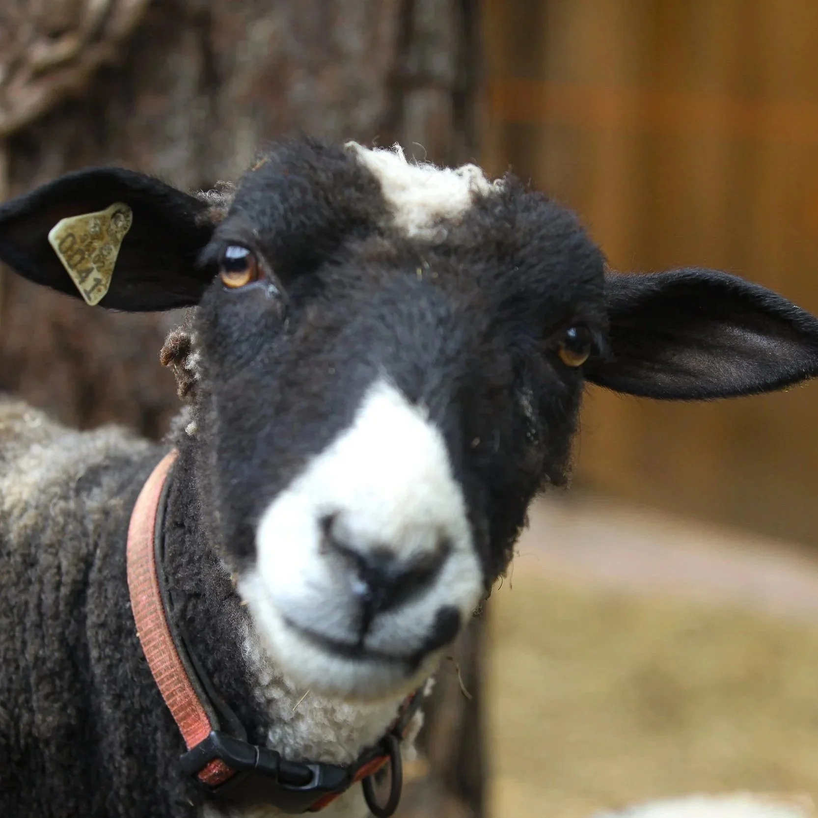 Realistic drawing of a sheep with a collar inside a barn.