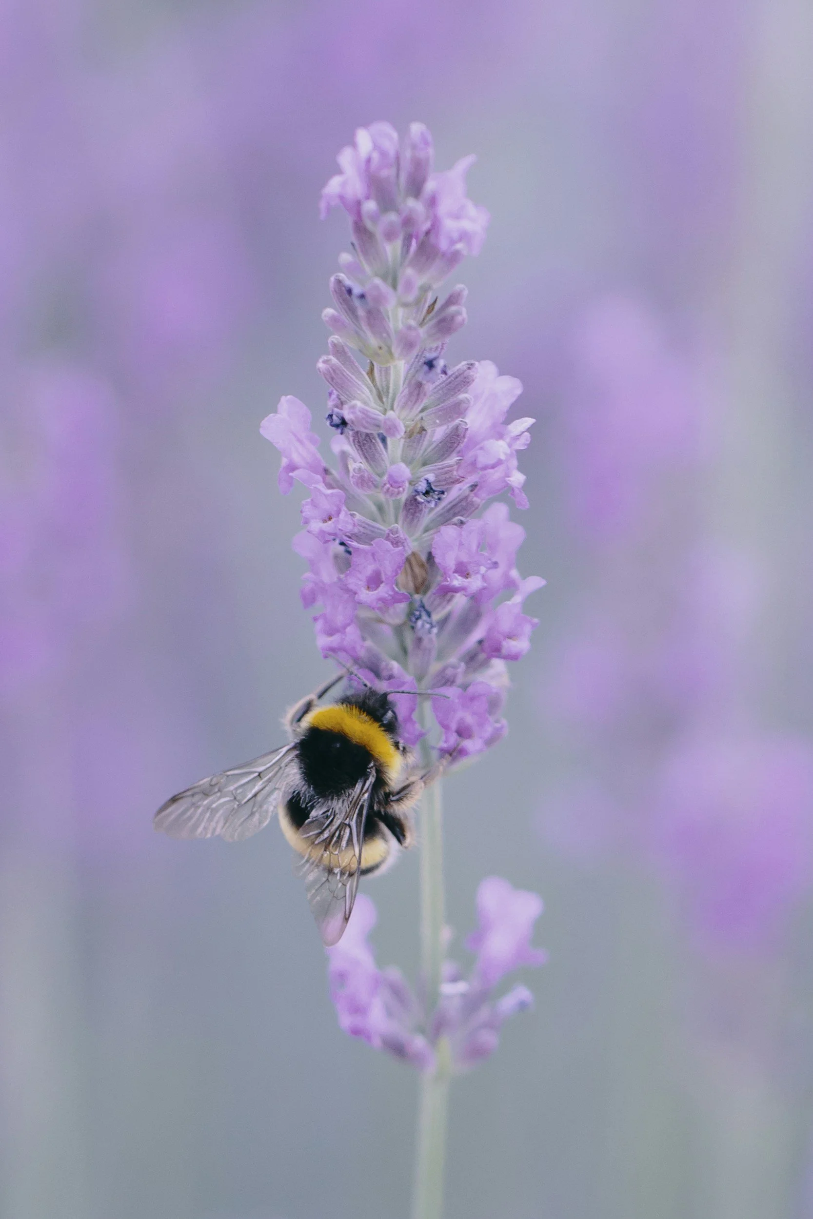 Close-up of a bee on a purple lavender flower with a soft blurred purple background.