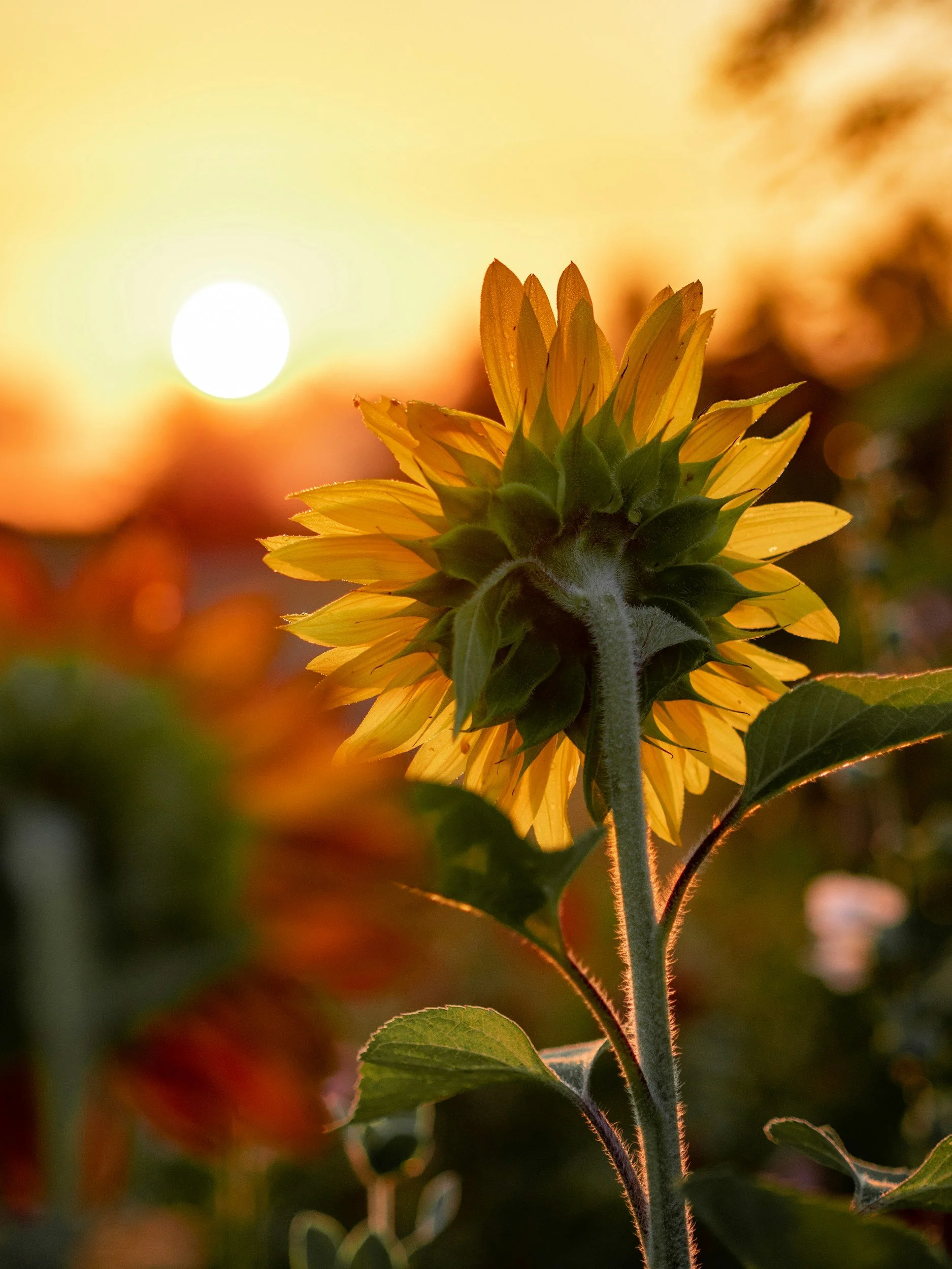 Back view of a sunflower at sunset with a blurred background and warm golden light.
