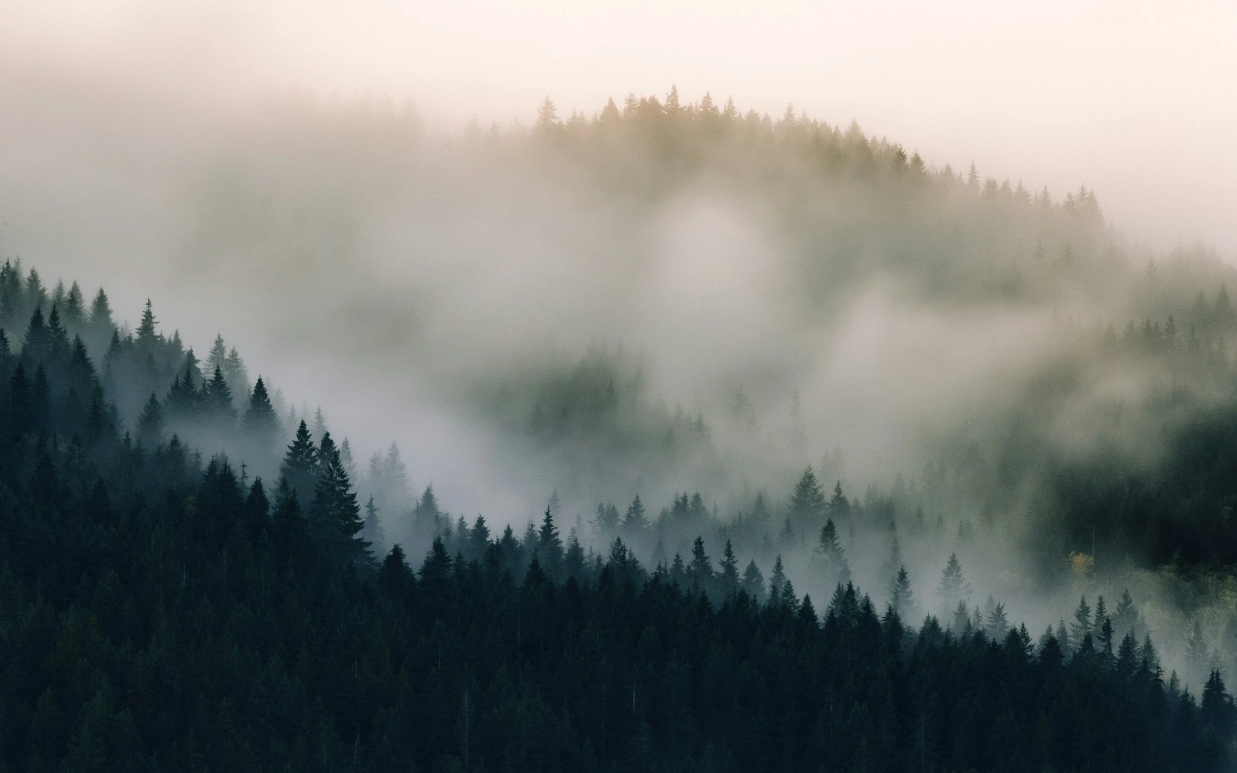 A misty forest with tall pine trees on a mountain slope, shrouded in fog.