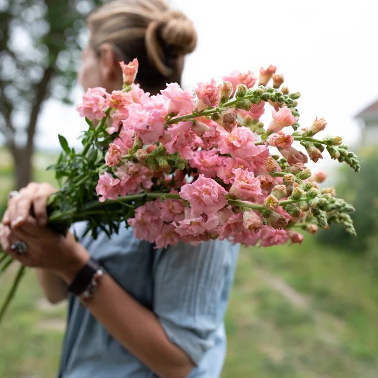Madame_Butterfly_Pink_Floret-2_768x.jpeg