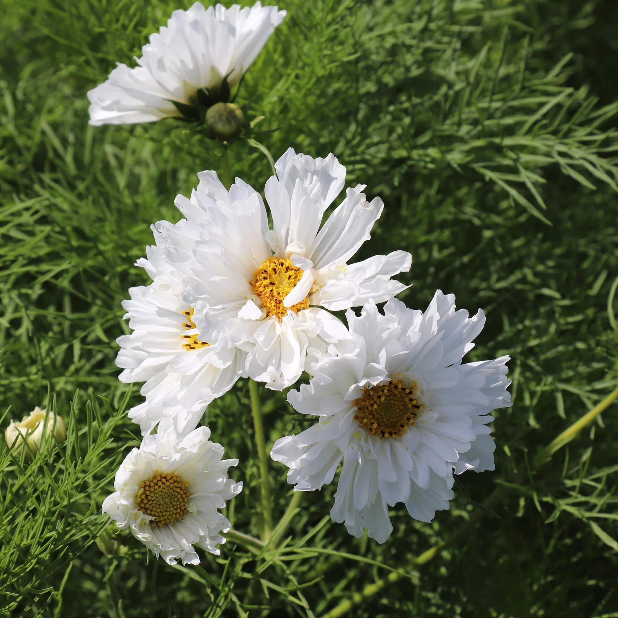SeedsCOSMOSBIPINNATUSDOUBLEDUTCHWHITE_2000x2000.jpeg