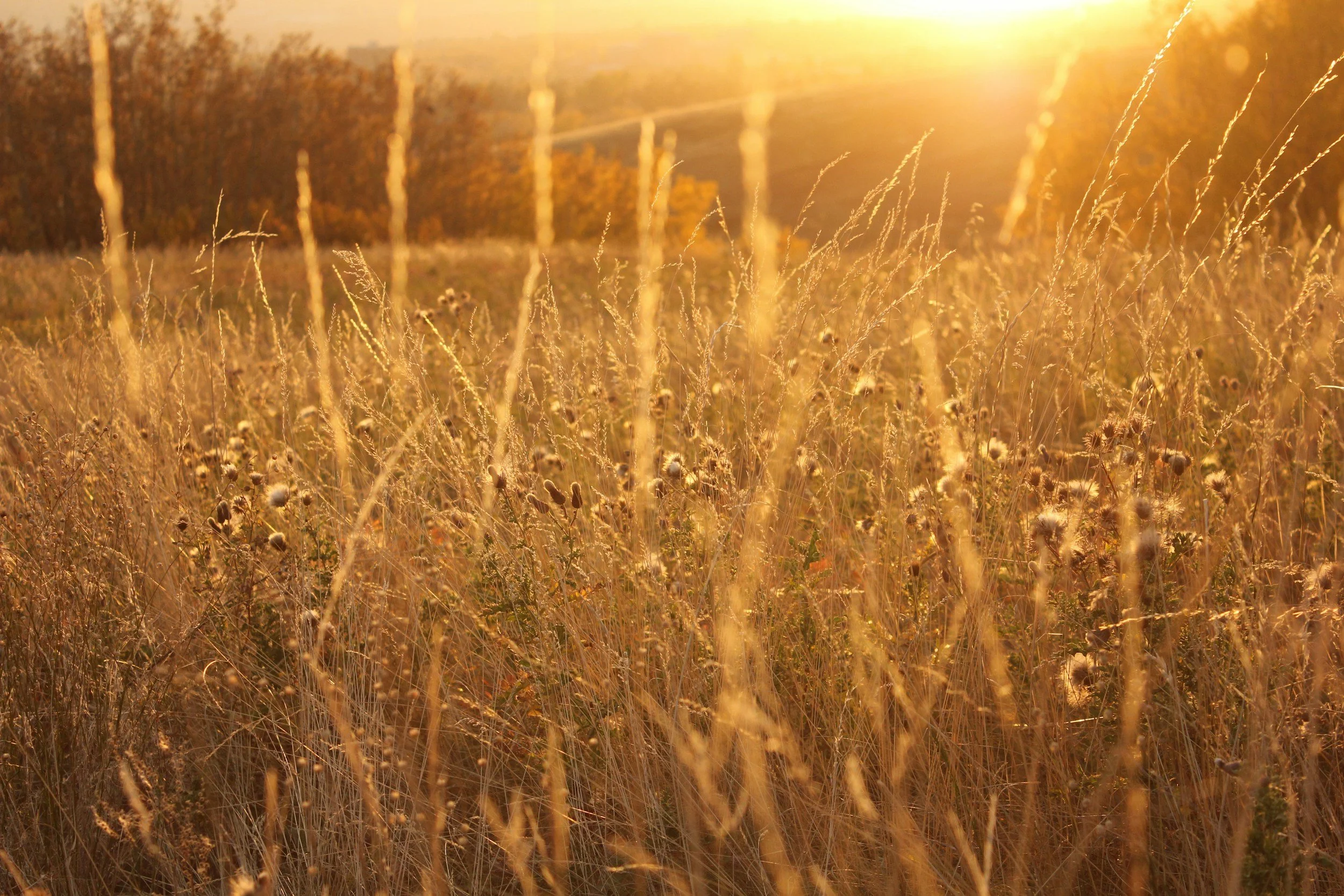 Close up shot of prairie grass at golden hour