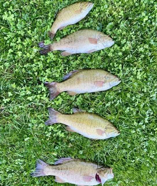Catching a limit of 5 smallmouth bass at Sackets Harbor, NY.