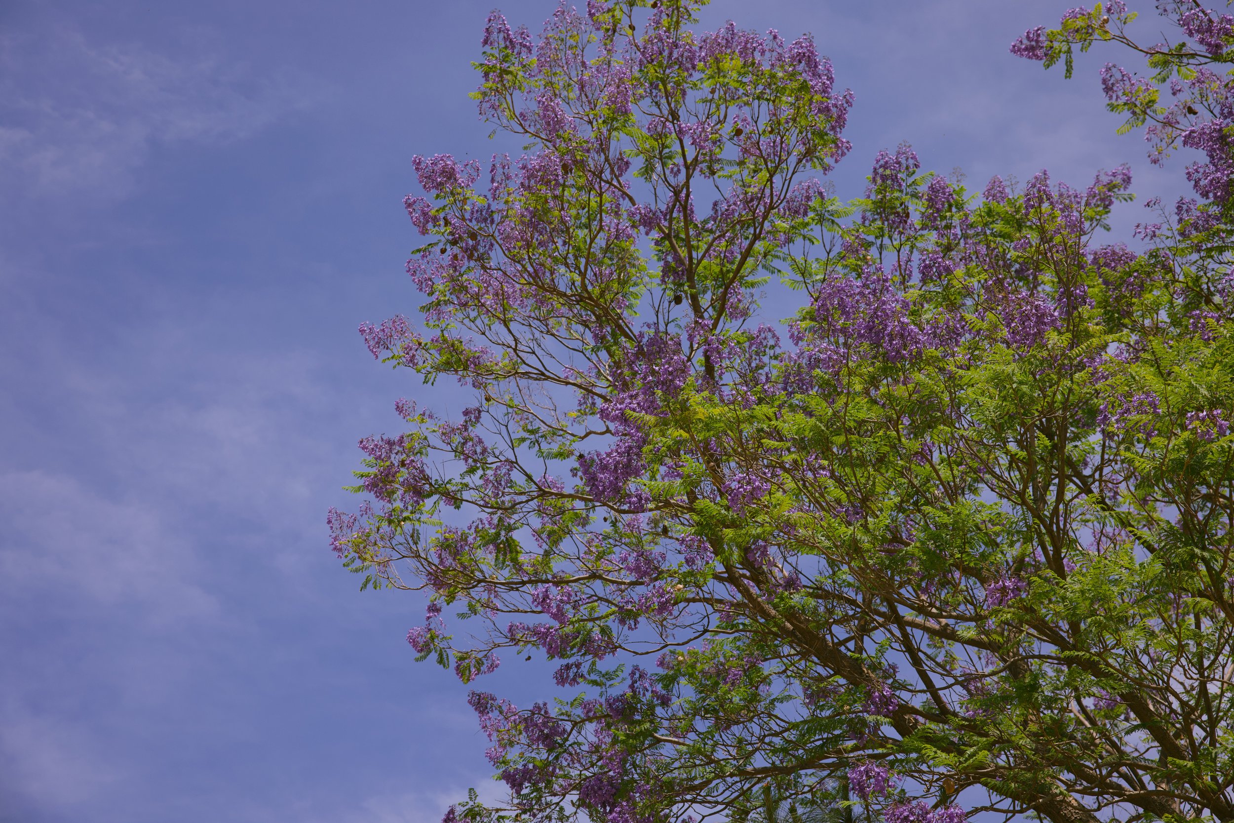 Puente de Camotlan, Nayarit, Mex.