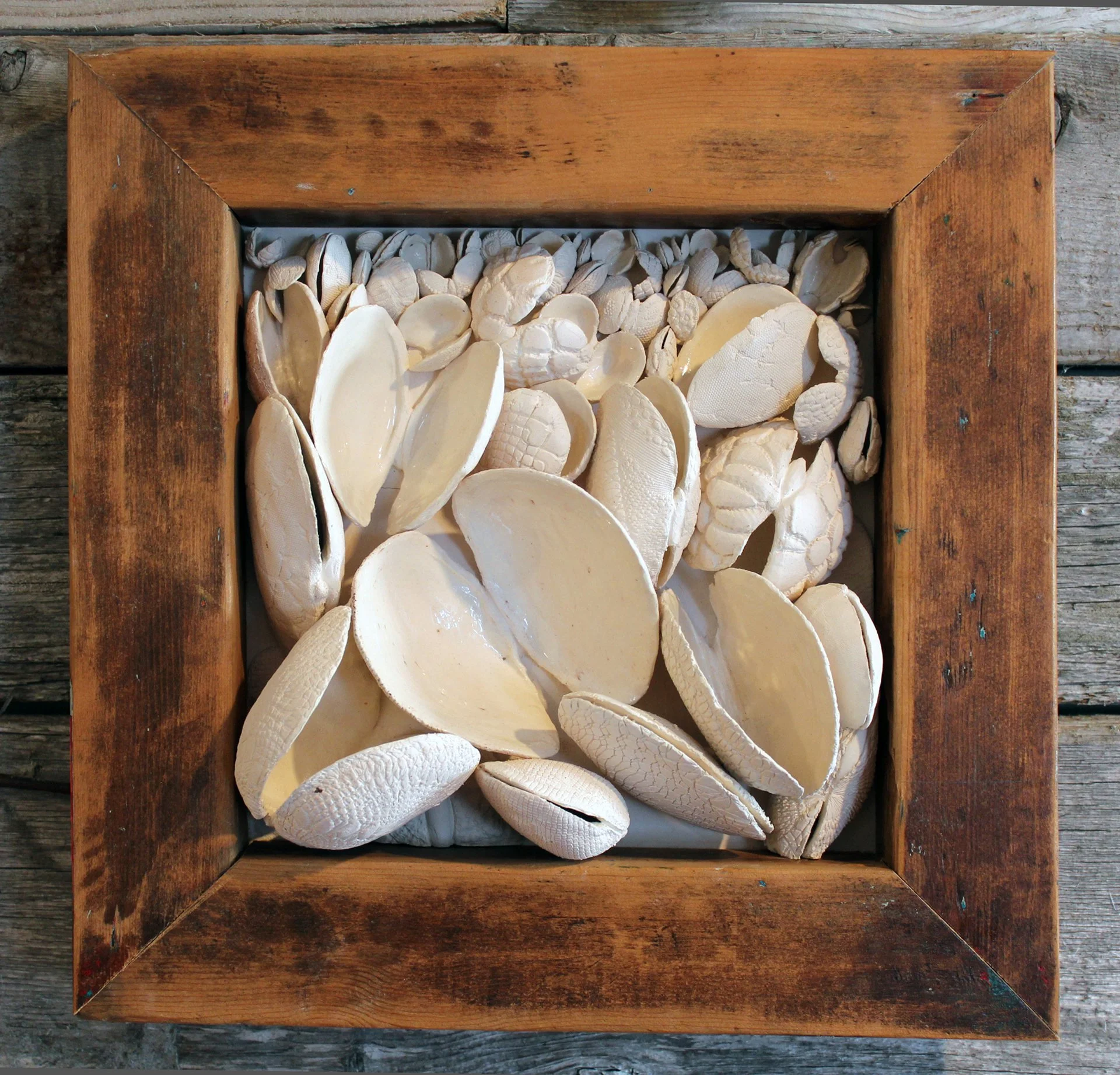 09_Shellscape_Clams 09-19-31.jpg