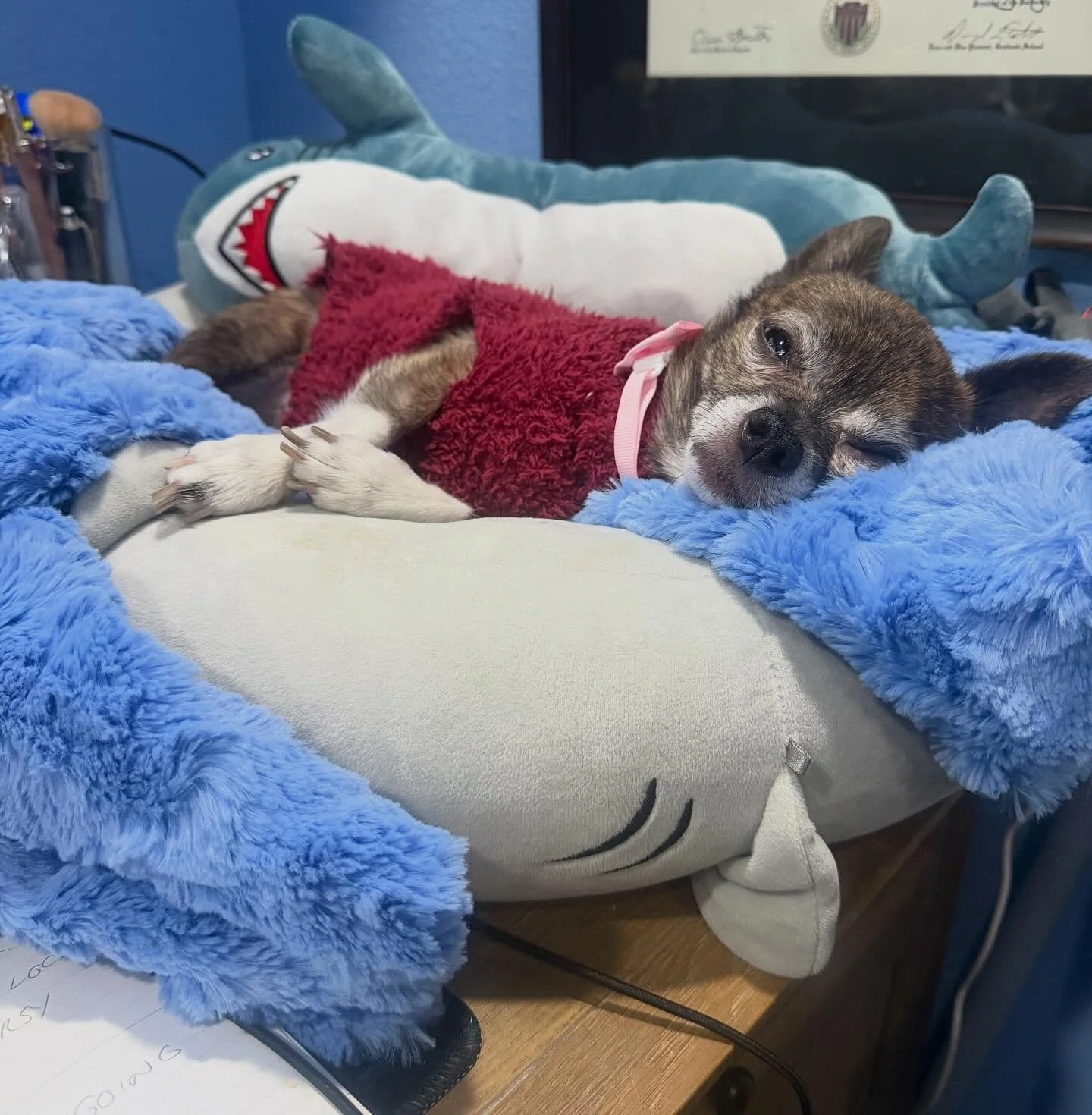 It is so hard to be a desk dog.

#tinydog #chihuahua #deskdog #helping #writing #wfh #doggo #squishmallow #dogsofinstagram #chf