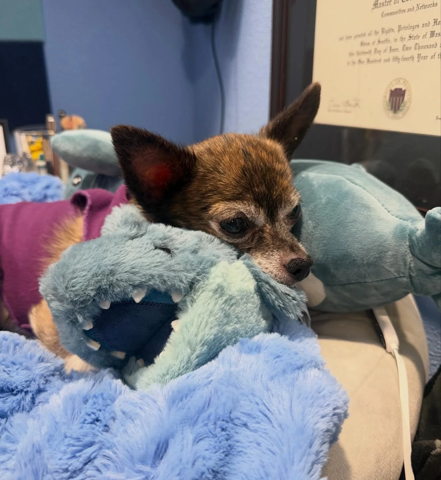 Pixel loves her plushies, and yes they are all sharks. 

#chihuahua #tinydog #plushies #cute