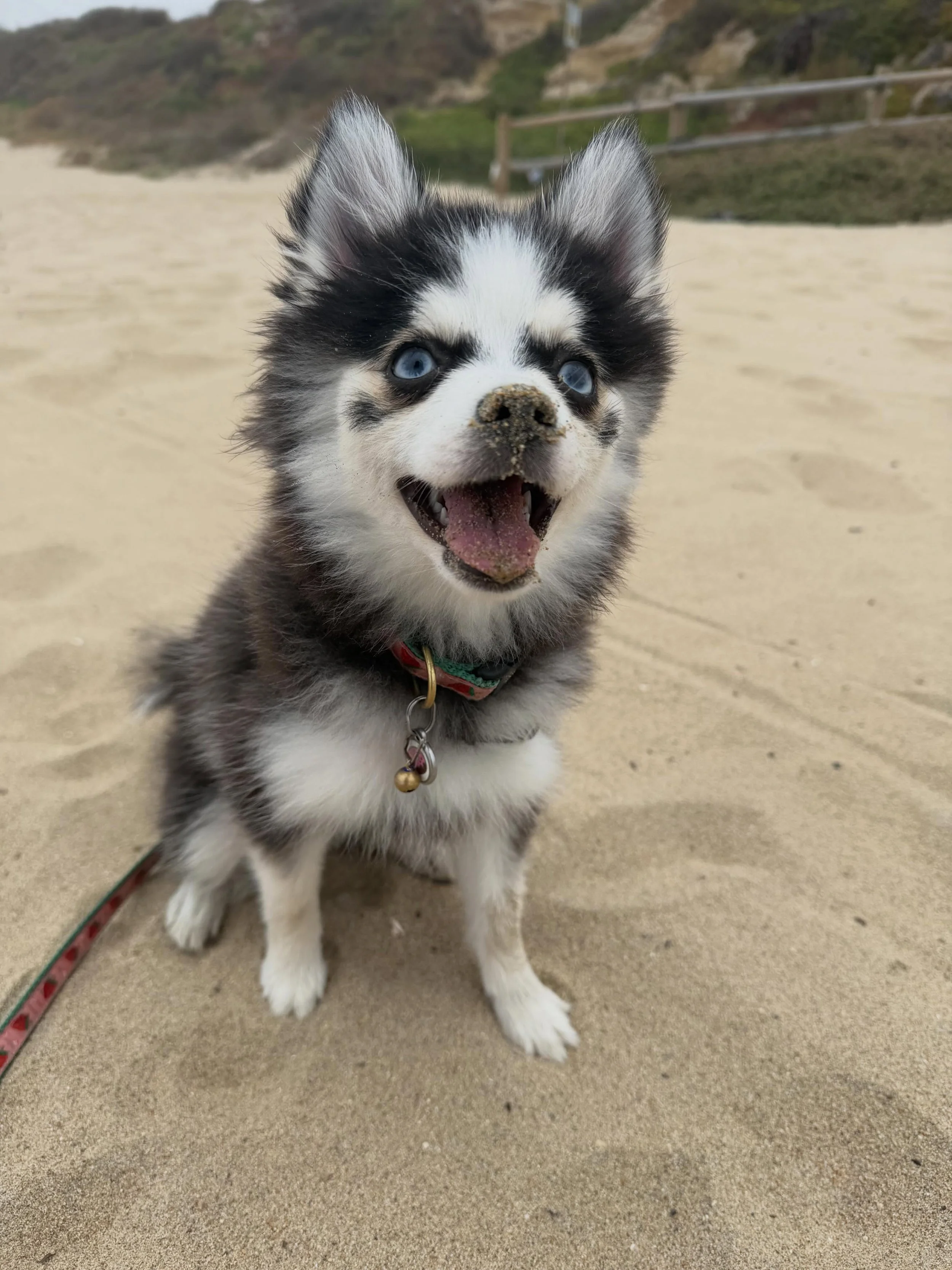 P&agrave;czki had her first trip to the beach today! Surprising no one&hellip;she is a big fan. This sweet girl has brought so much joy since I brought her home in February. 🖤

#pomsky #dogsofinstagram #cutepup