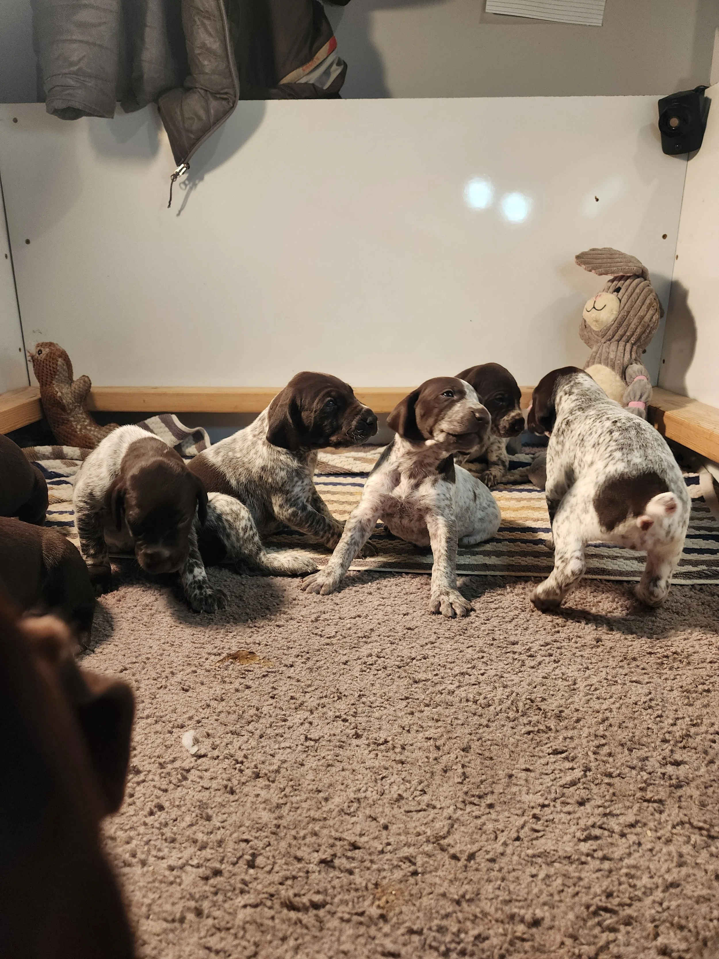 3 week old german shorthaired pointer puppies playing in their pen with one another.