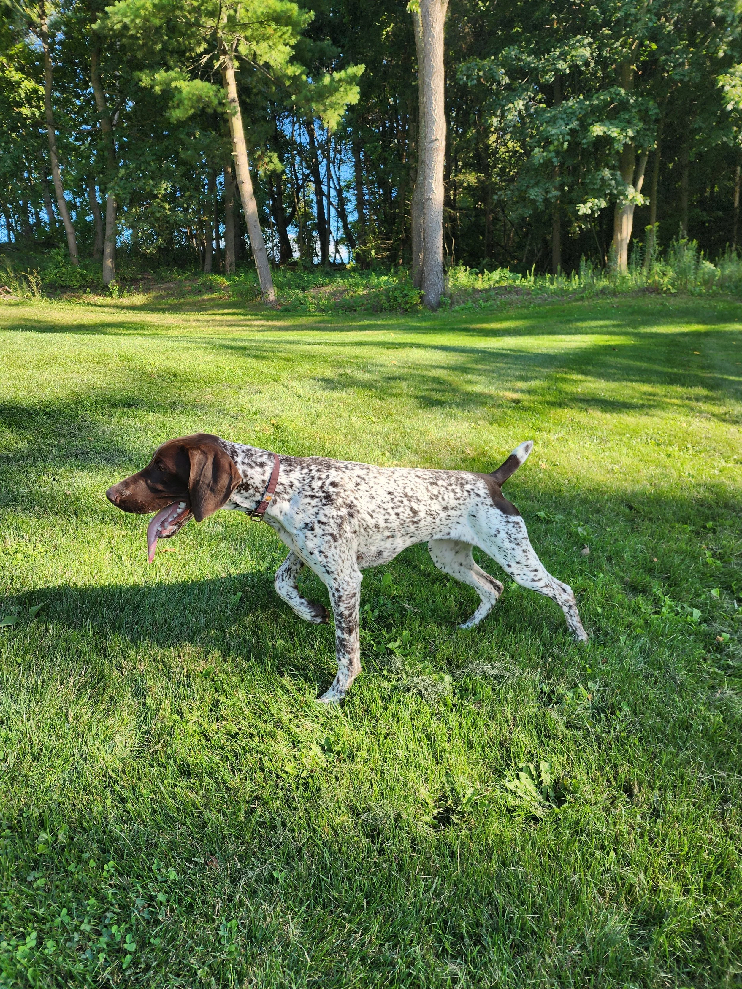 A German Shorthaired Pointer dog walking on a grassy lawn with a wooded area and trees in the background.