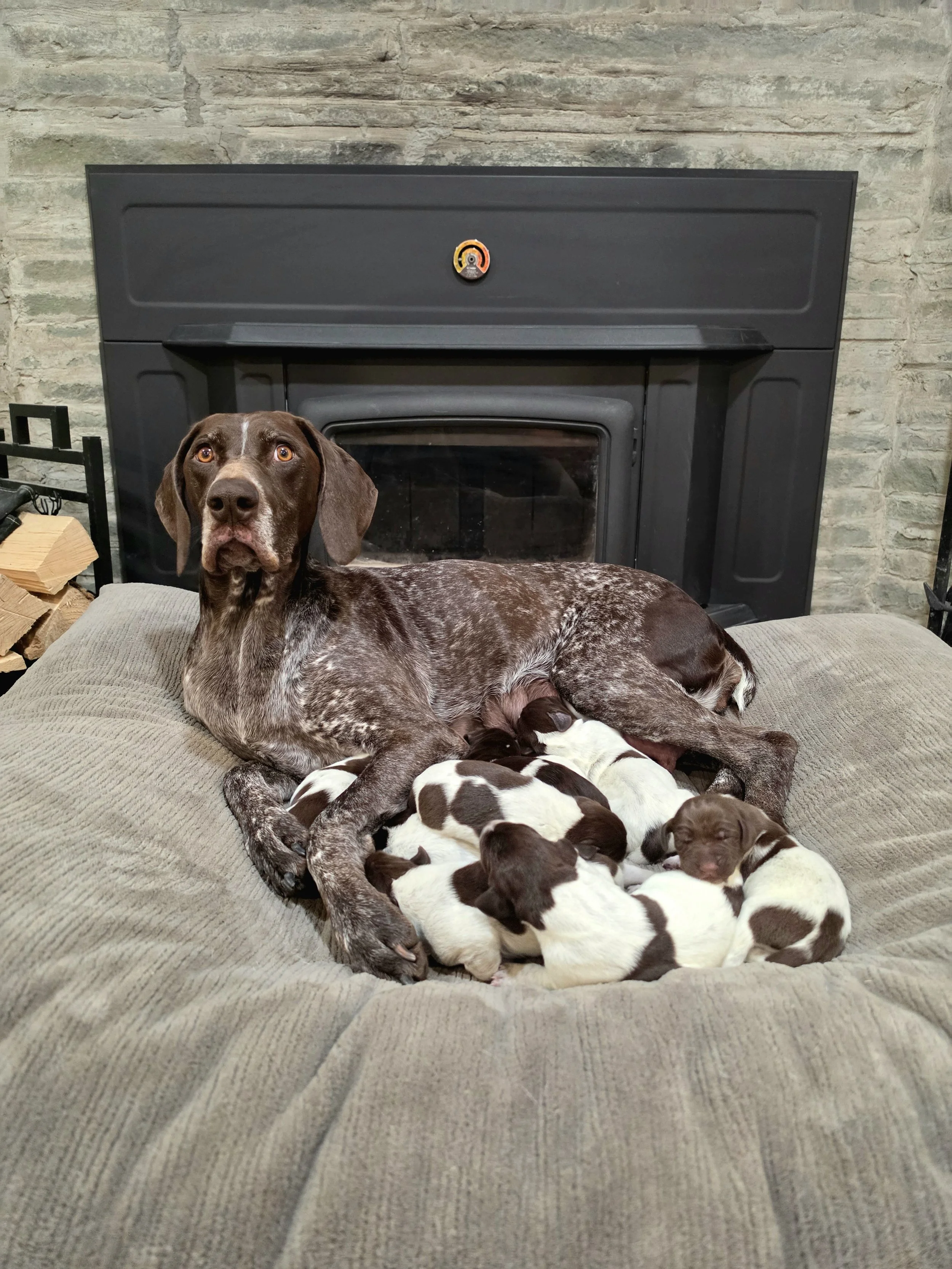 German Shorthaired Pointer feeding newborn puppies in a comfortable bed in front of a fireplace.