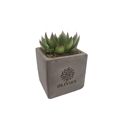custom-engraved-succulent-with-message-uk.webp