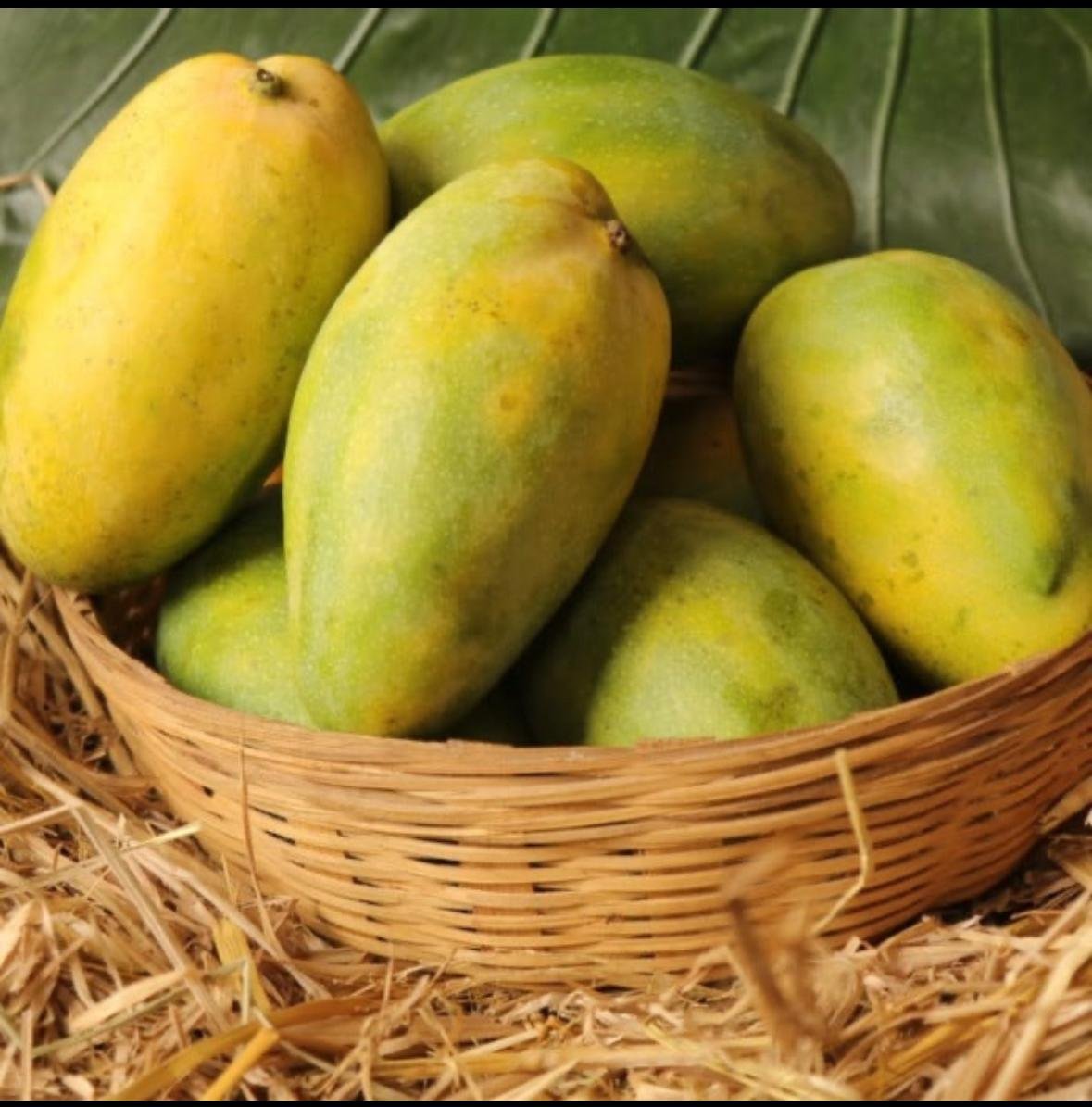 HImayatMangoes.jpeg