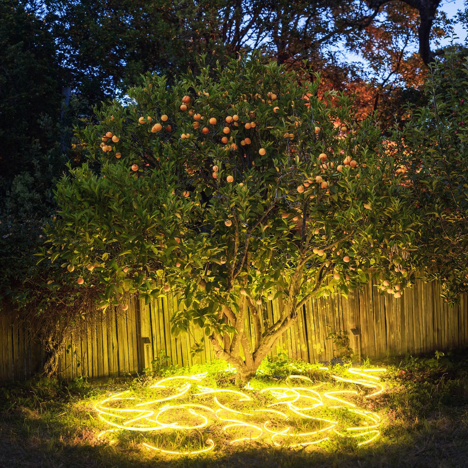 BarryUnderwood_Orange_Tree.jpeg