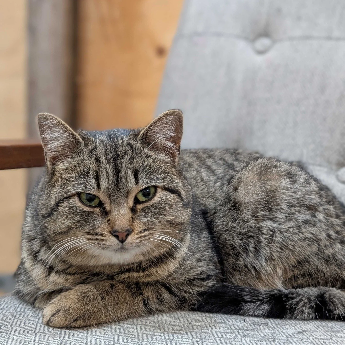 🚨URGENT &ndash; foster home needed ASAP for Millie, Georgie, and Jeannie

With the help of a kind and generous family in Edelweiss, TNR La P&ecirc;che took in 3 kittens on Saturday, saving them from a harsh life outside in these freezing temperature