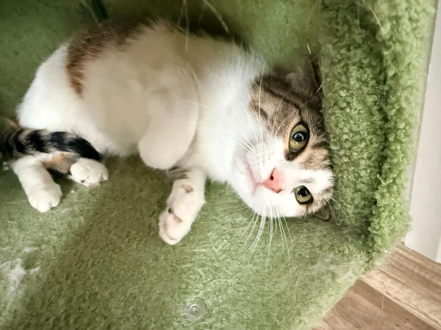 Hi 👋 I&rsquo;m Biscotti 🍪😸

I was found out in the cold this winter and rescued by the amazing humans at TNR La P&ecirc;che. I&rsquo;ve been in foster care for a few months now and have made incredible progress learning to trust and feel safe 💛

