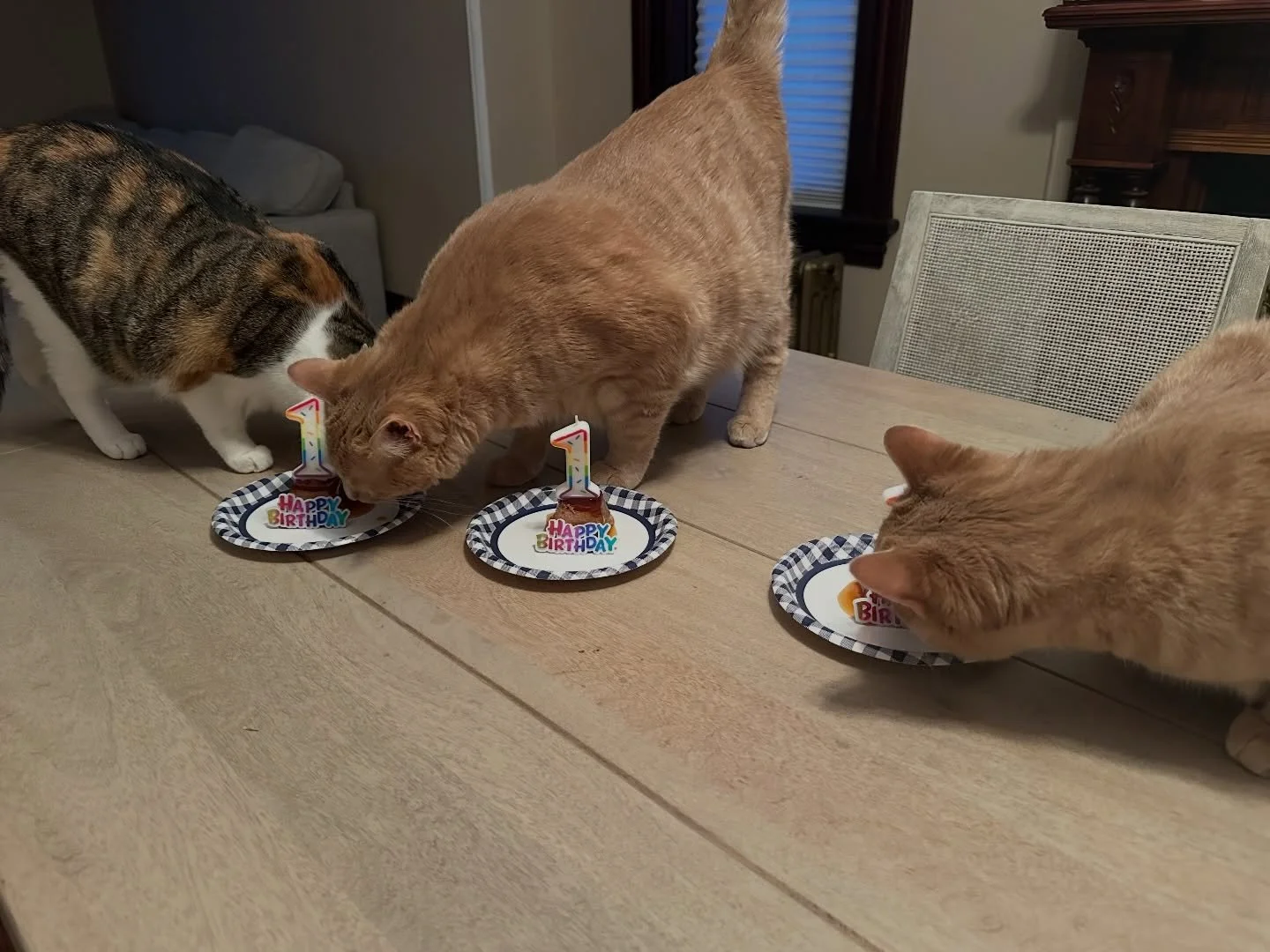 Happy 1st birthday to Mabel, Hank, and Auggie! 🎂🥳1️⃣
Born on April 2, 2025, in foster care with our amazing foster Jessie, these three have come such a long way.

They were all adopted into the same home (so lucky!!) and are absolutely thriving wit