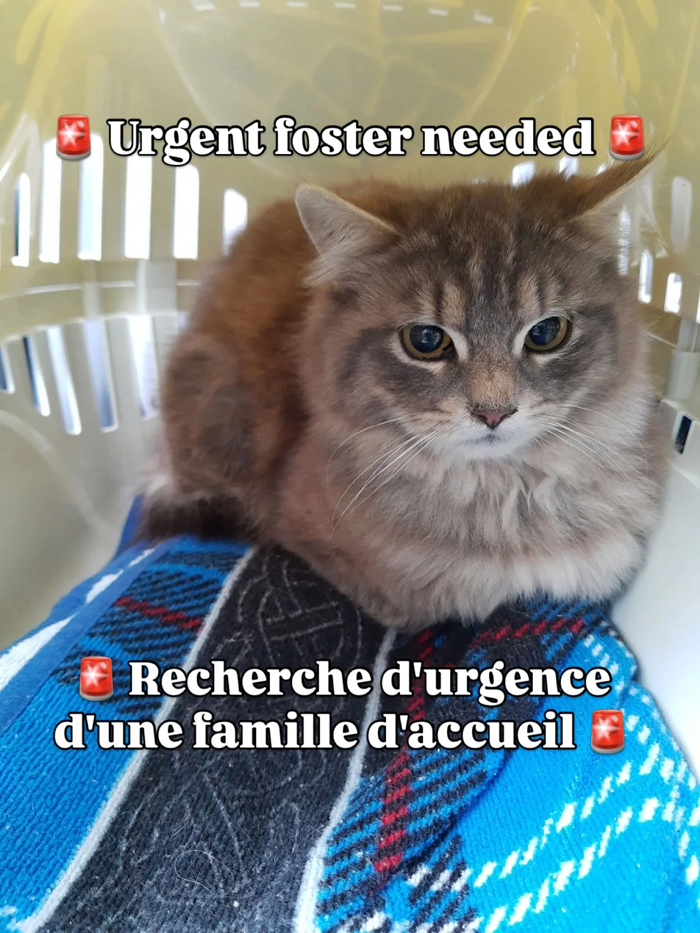 🐱 URGENT FOSTER NEEDED 🐱🚨

We are urgently looking for a foster home for two sweet girls, Tawny and Smoke 🆘🐱🐱

Rescued from a colony, they are still very timid, but gentle and can be pet. With time, patience, and a quiet space, they will contin