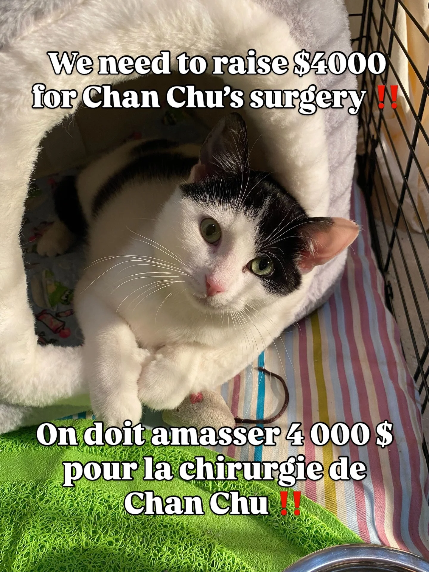 Chan Chu already lost one leg&hellip; and now he&rsquo;s at risk of living in pain if he doesn&rsquo;t get surgery on his other leg. 😞 💔

At just 11 months old, this sweet boy is a tripod kitten &mdash; one of his hind legs had to be amputated. We 