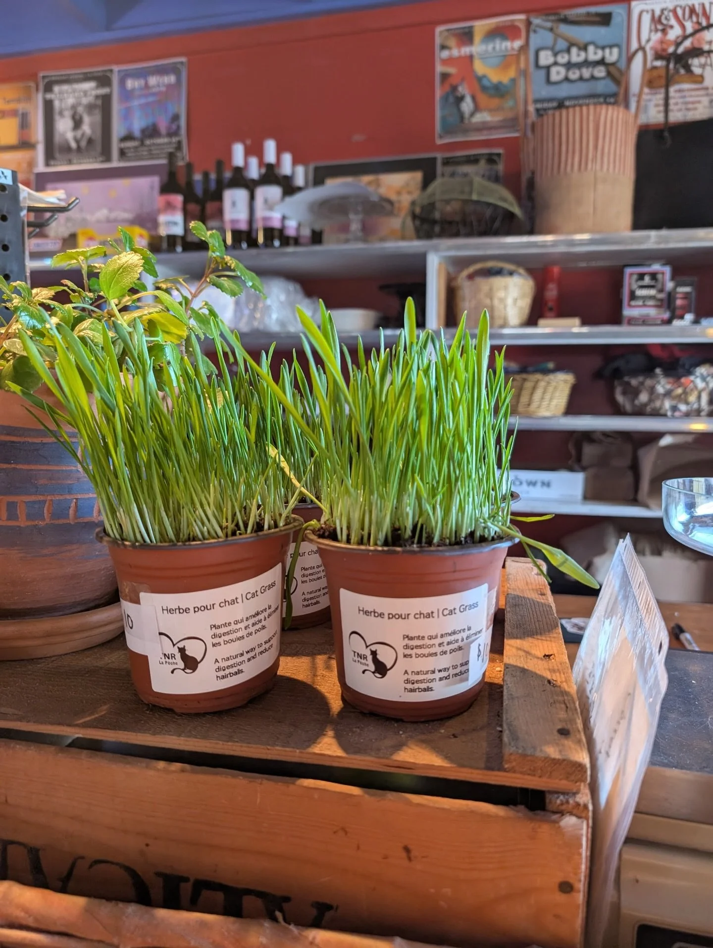 Leftover cat grass 🪴 and sweet treats 🧁 are now available at the Magasin G&eacute;n&eacute;ral from today&rsquo;s Masham Spring Market!

Treat your cat and treat yourself &mdash; all in one stop 🛒 
Every purchase helps us continue rescuing and car
