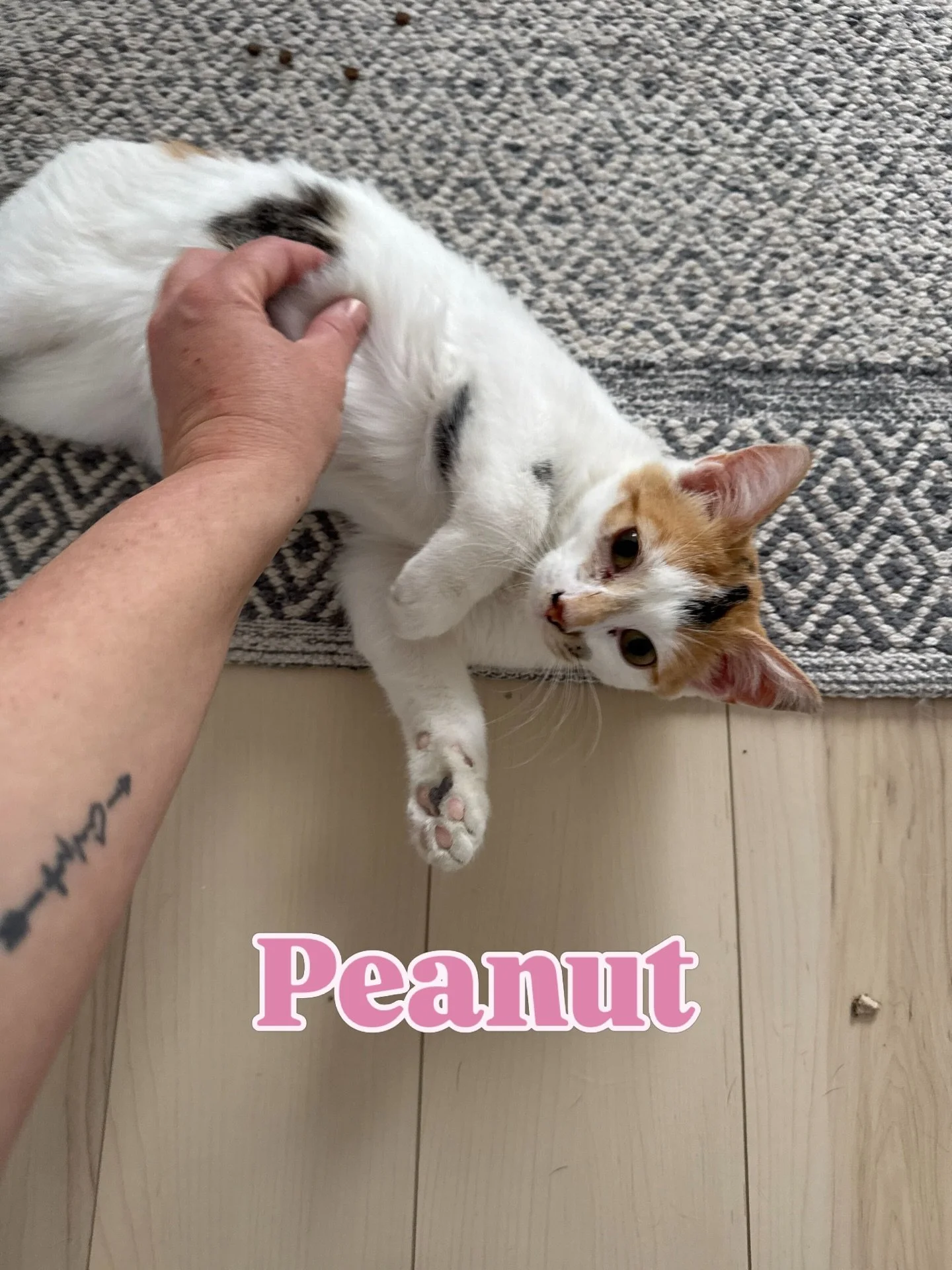 Peanut&rsquo;s story 🥜

Rescued March 31, Peanut came to us extremely underweight&hellip; but still incredibly loving and even dog-friendly. 🐕

A huge thank you to Veronica for stepping up &mdash; bringing this starving cat inside and giving her fo